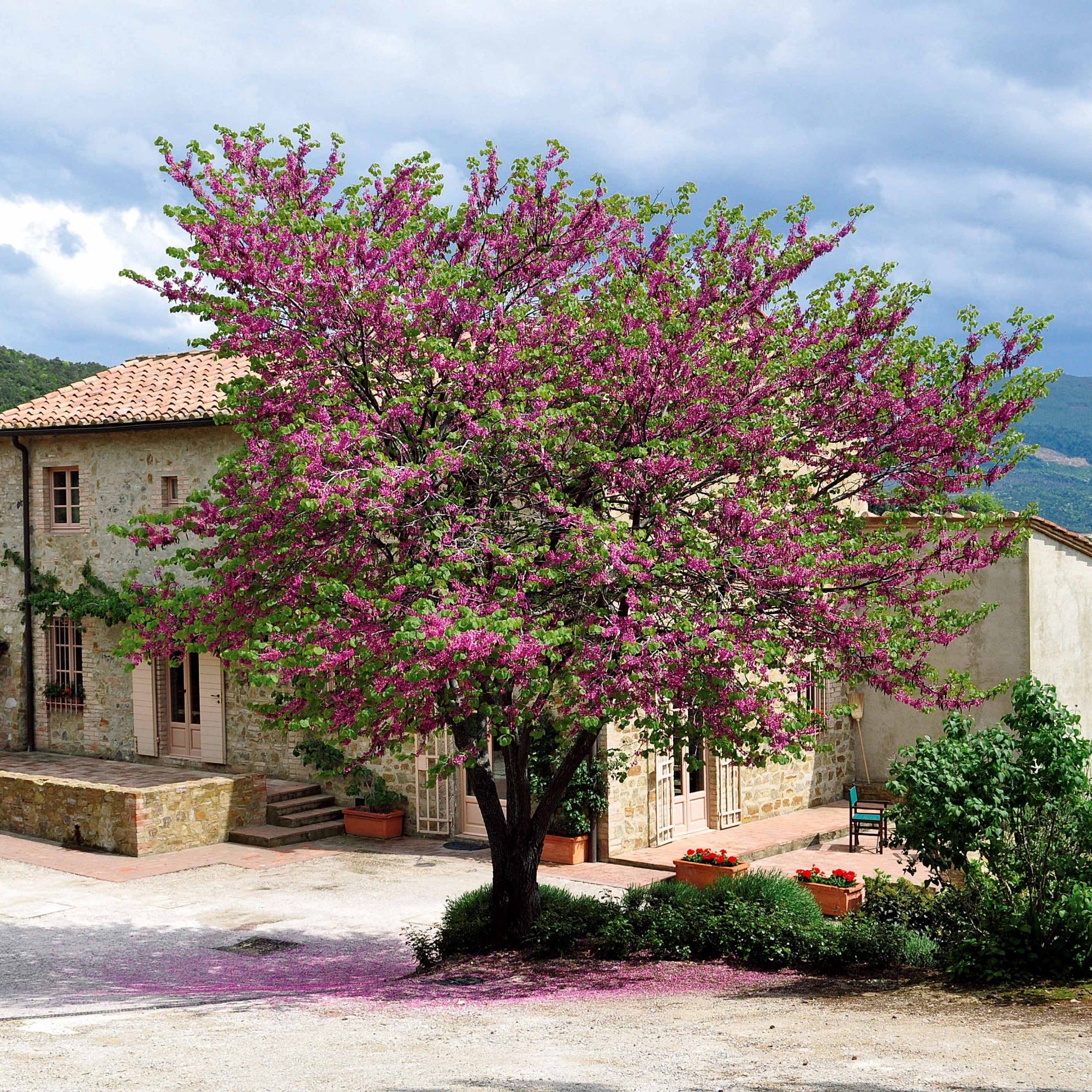 Miniatuur 2