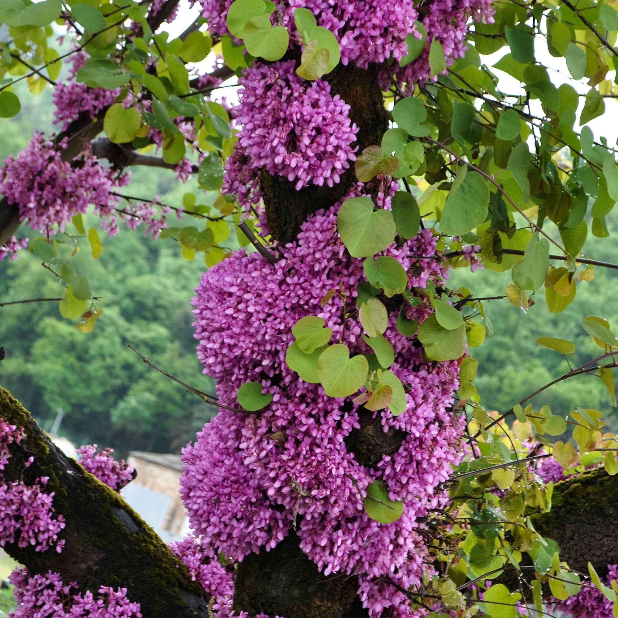 Collectie van heesters : Forsythia en Judasboom (x2) - Image 3