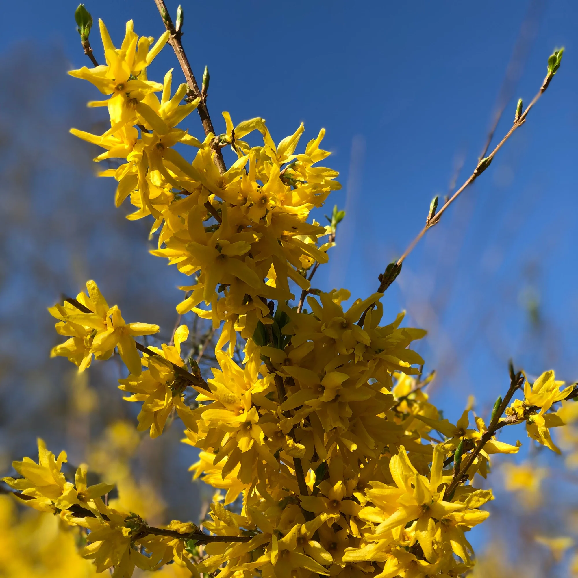 Collectie van heesters : Forsythia en Judasboom (x2) - Image 5