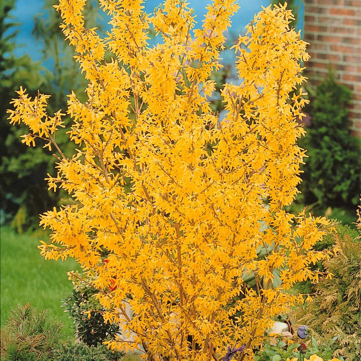 Collectie van heesters : Forsythia en Judasboom (x2) - Image 6