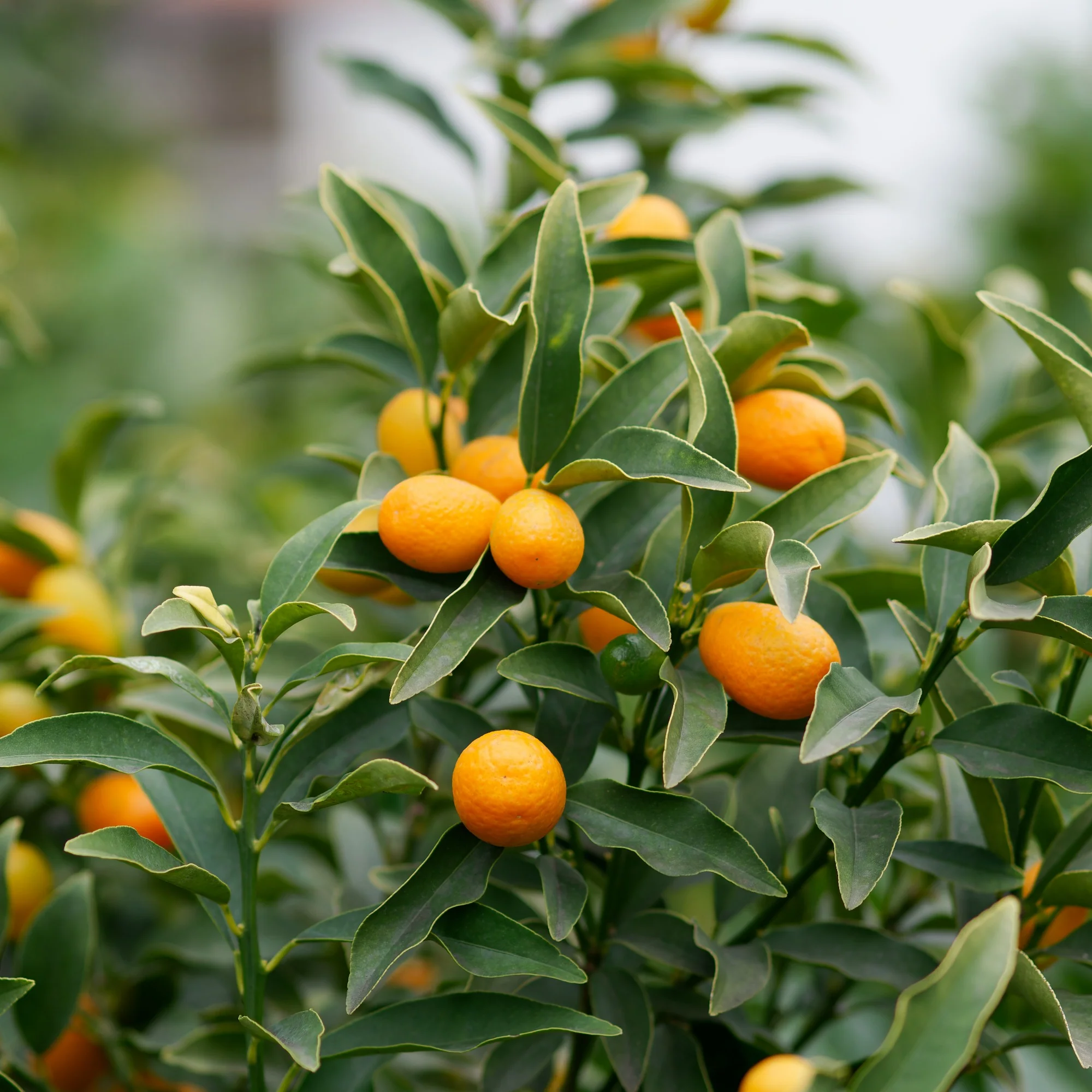 Collectie van kumquat- en citroenbomen (x2) - Image 3