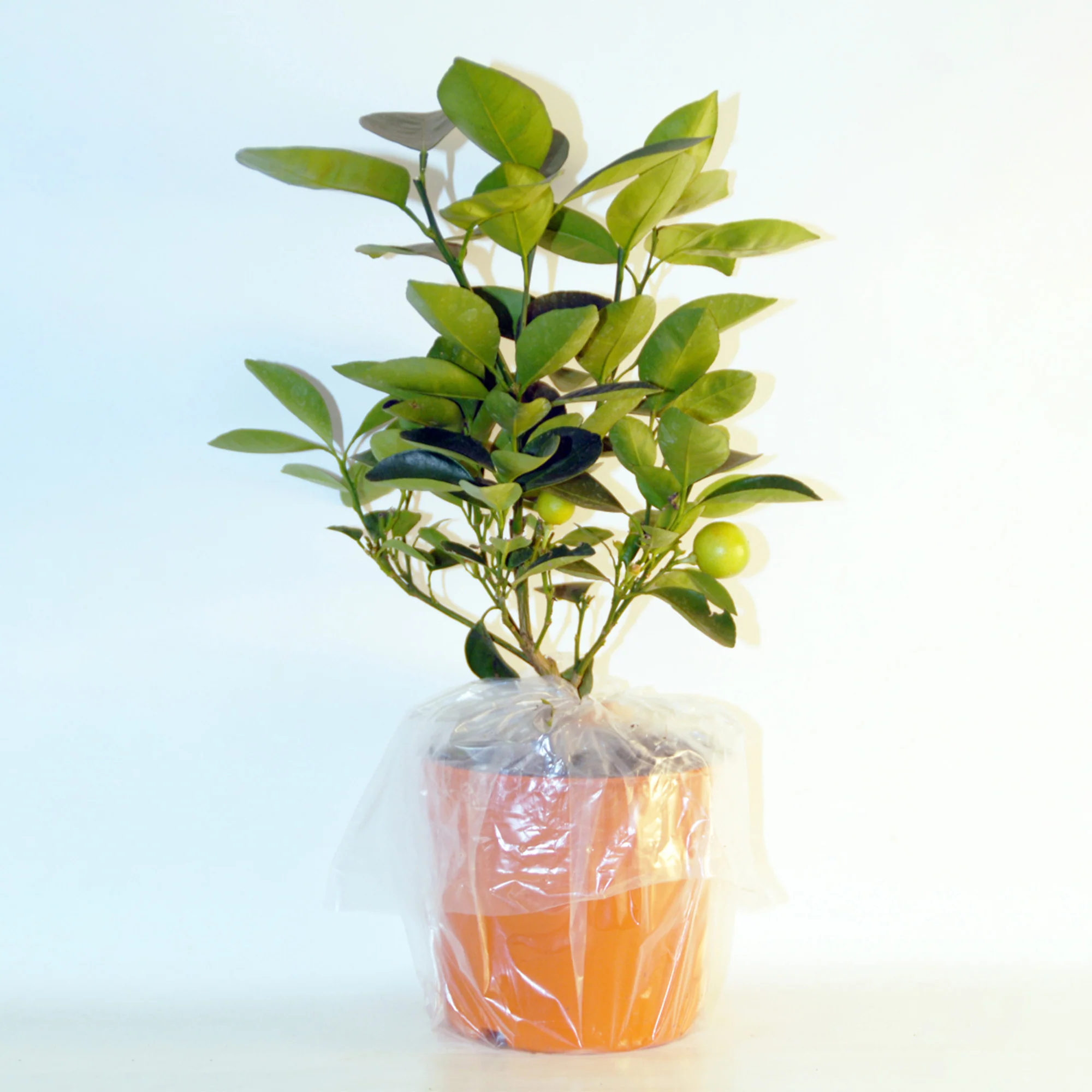 Collectie van kumquat- en citroenbomen (x2) - Image 4