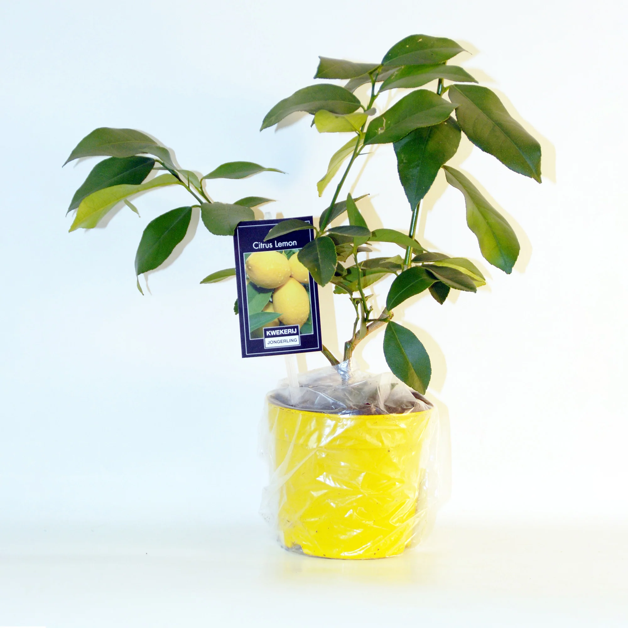 Collectie van kumquat- en citroenbomen (x2) - Image 5