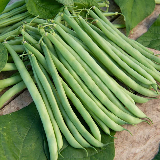 collectie van zaden voor de moestuin - Image 8