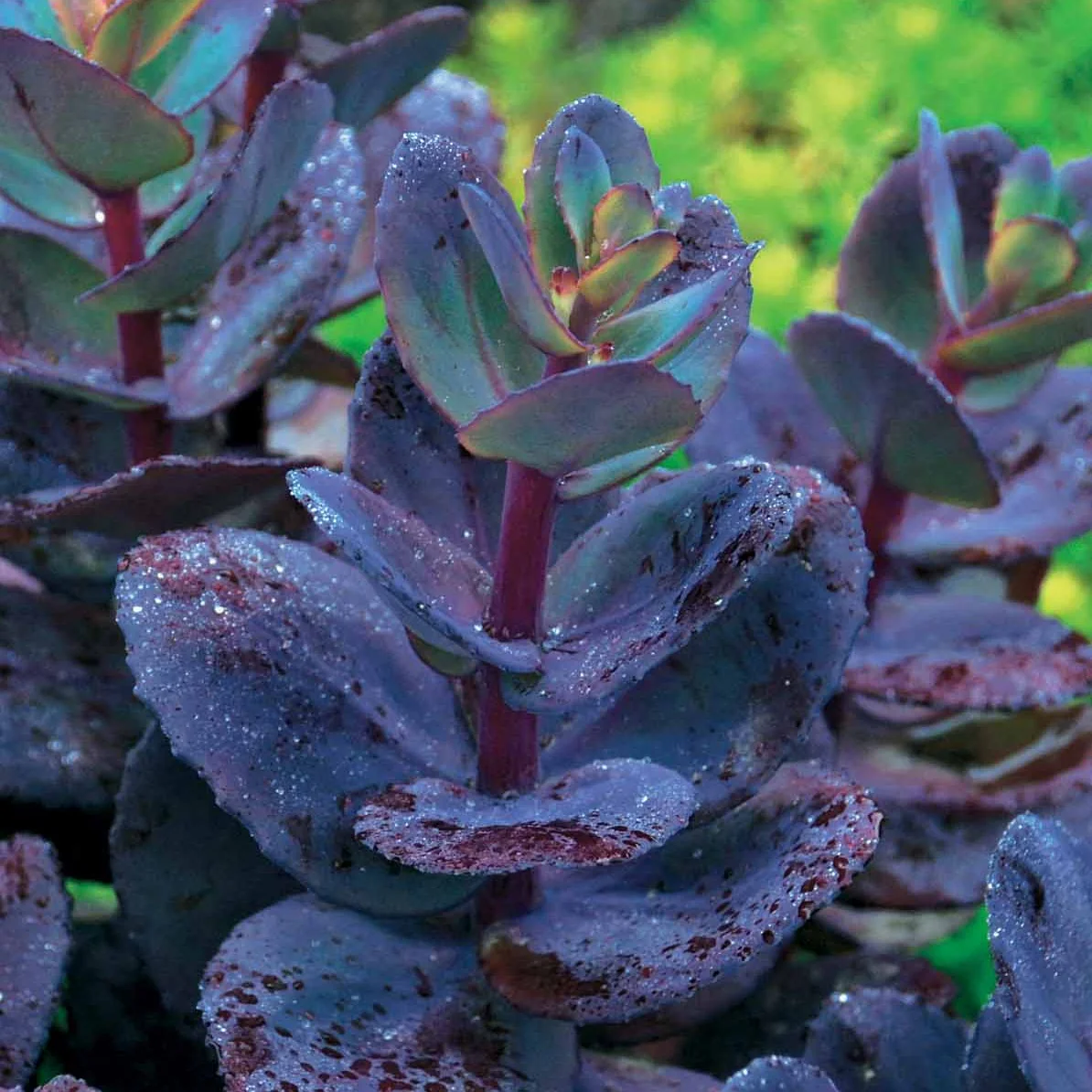 Collectie vaste planten met uniek blad (x7) - Image 2