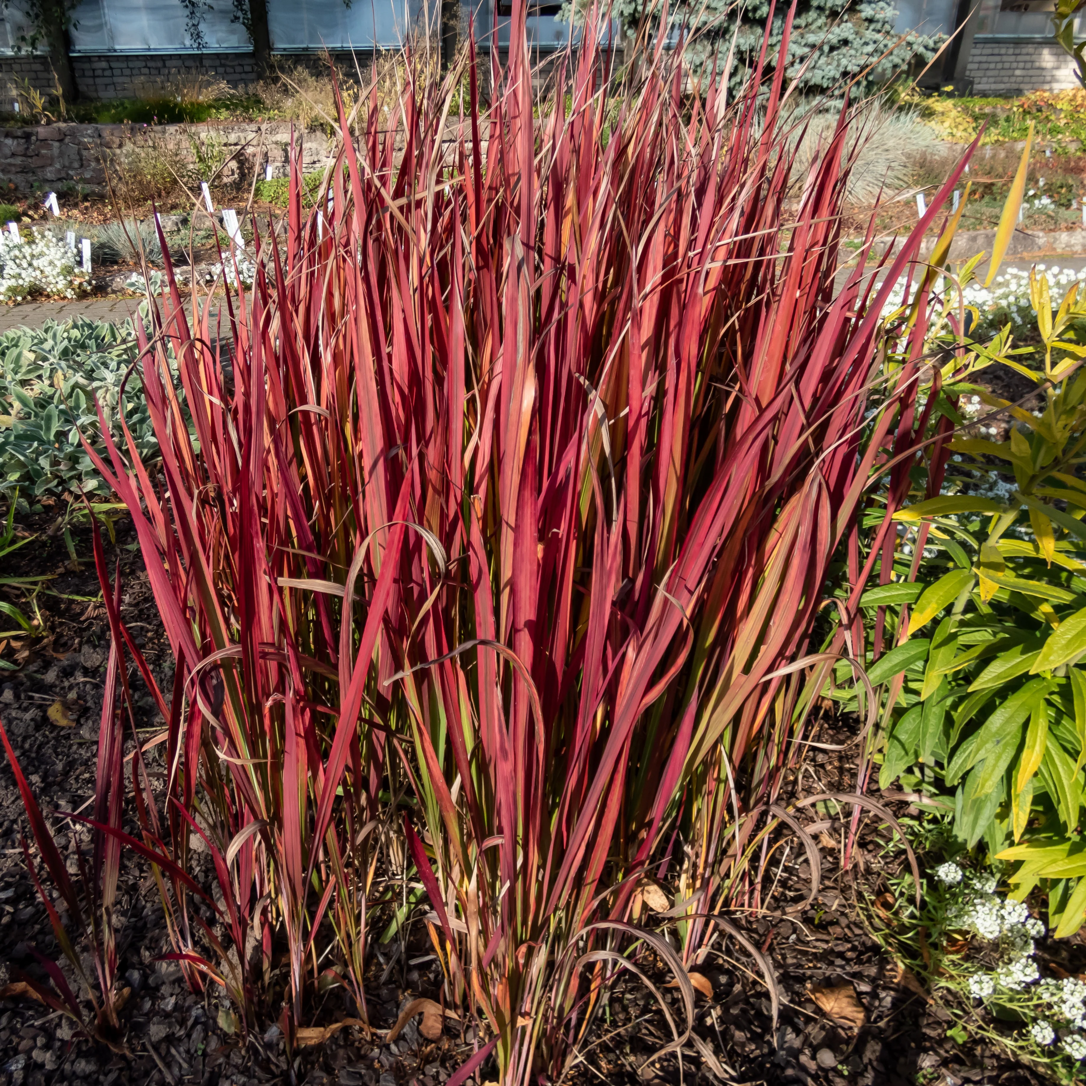Collectie vaste planten met uniek blad (x7) - Image 6
