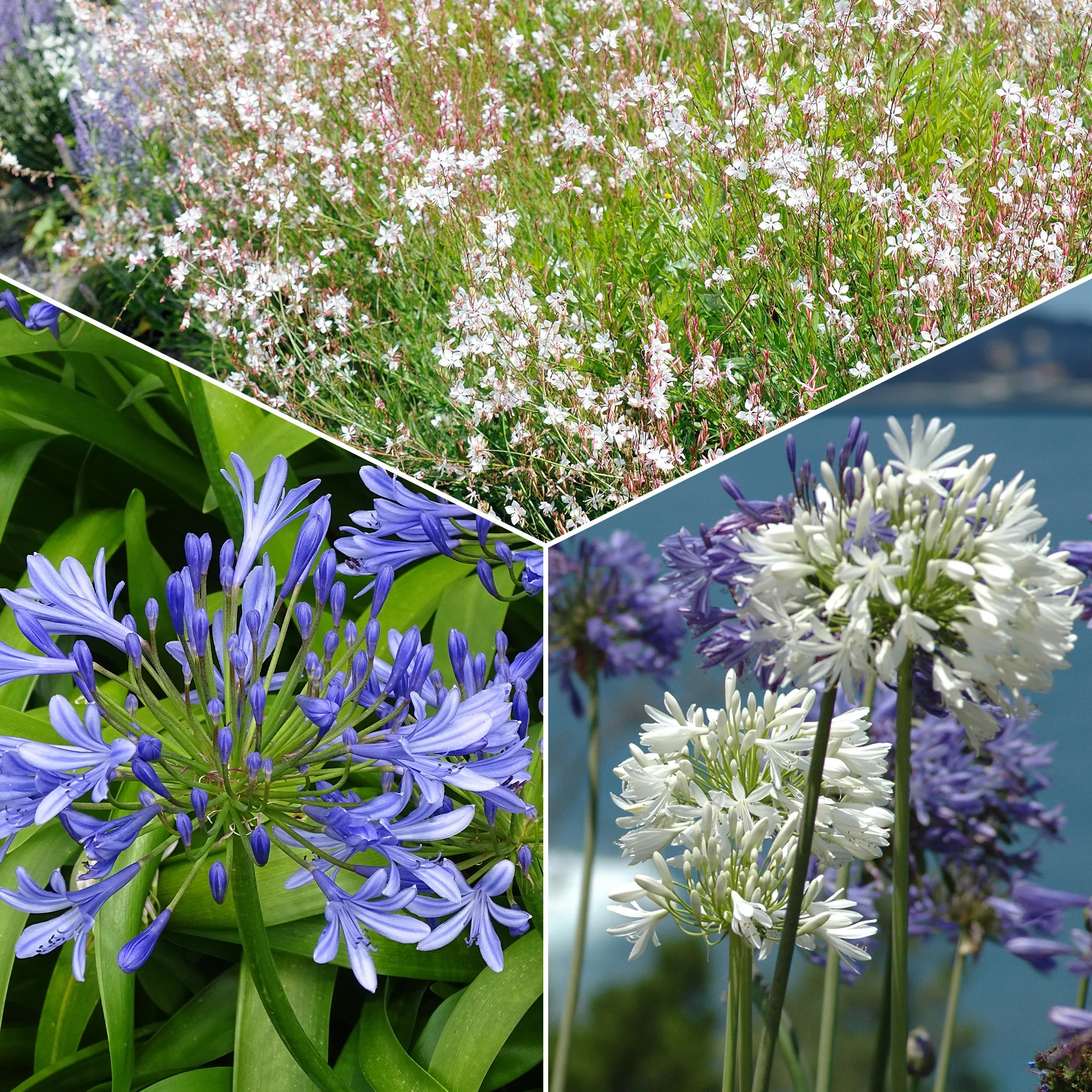 Collectie vaste planten voor tuinen en potten (x7)
