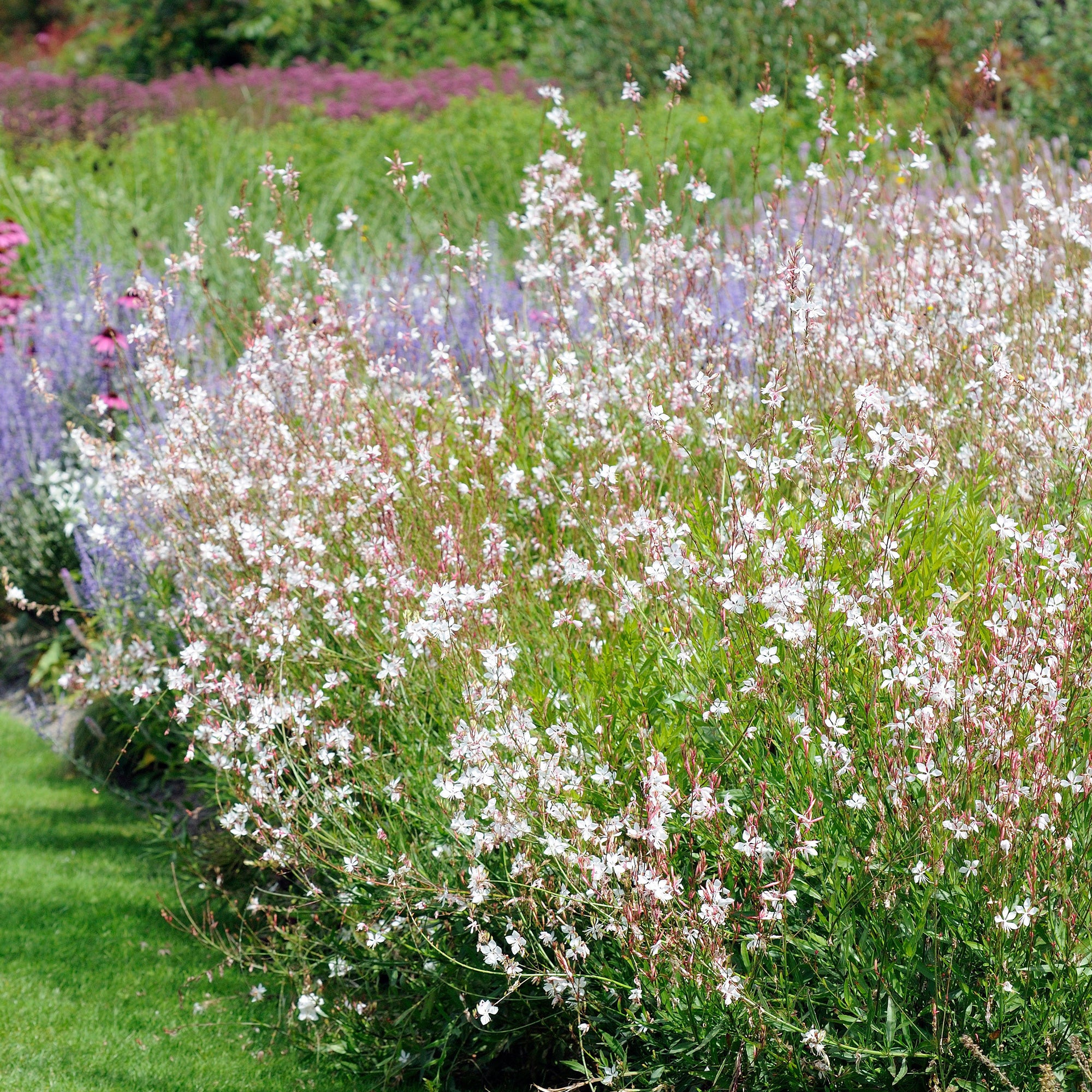 Collectie vaste planten voor tuinen en potten (x7) - Image 2