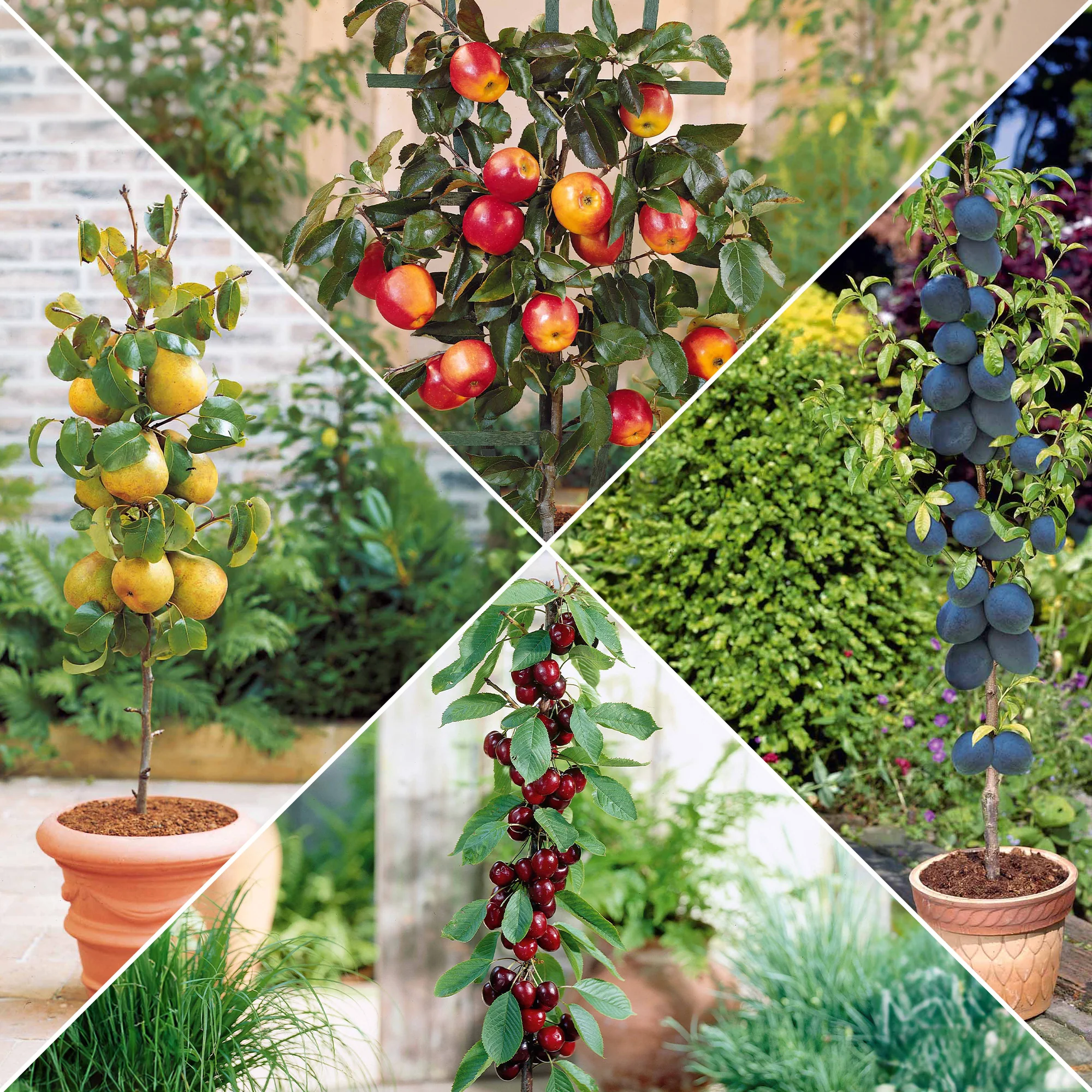 Collectie zomerfruit minibomen (x4)