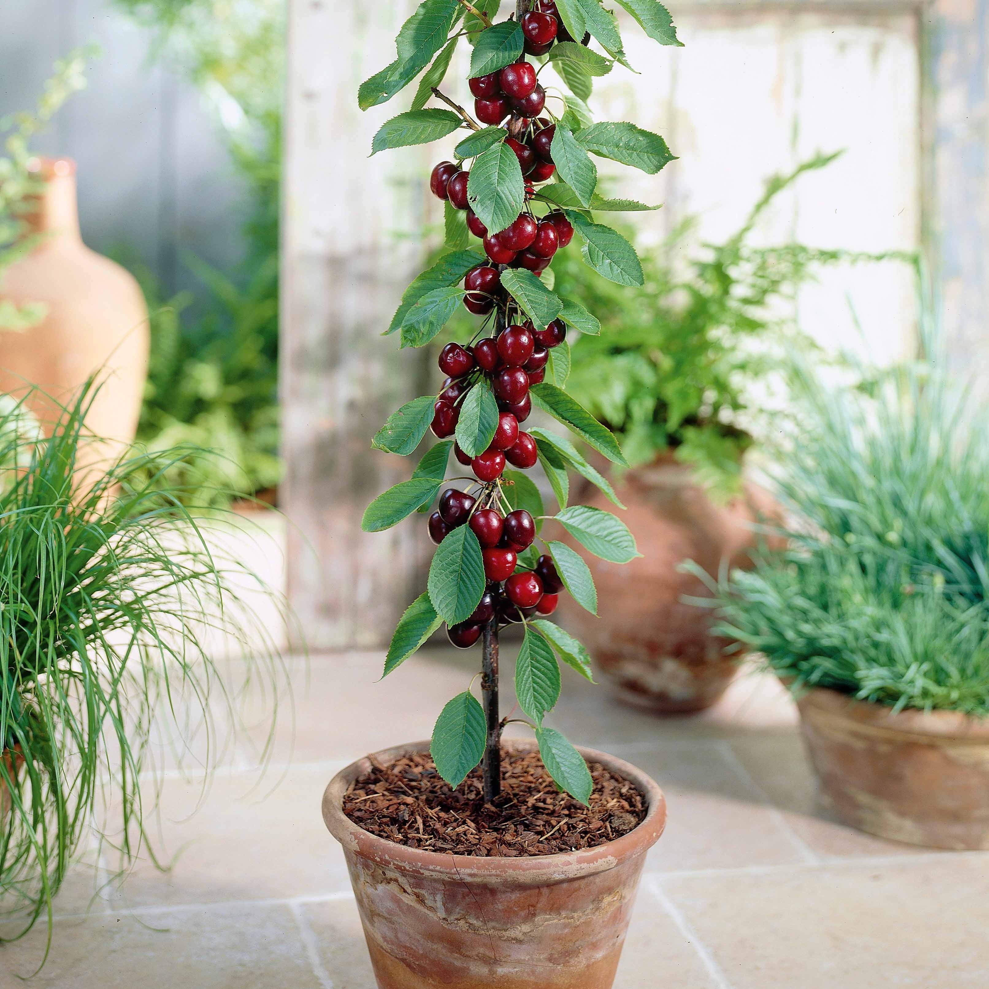 Collectie zomerfruit minibomen (x4) - Image 4