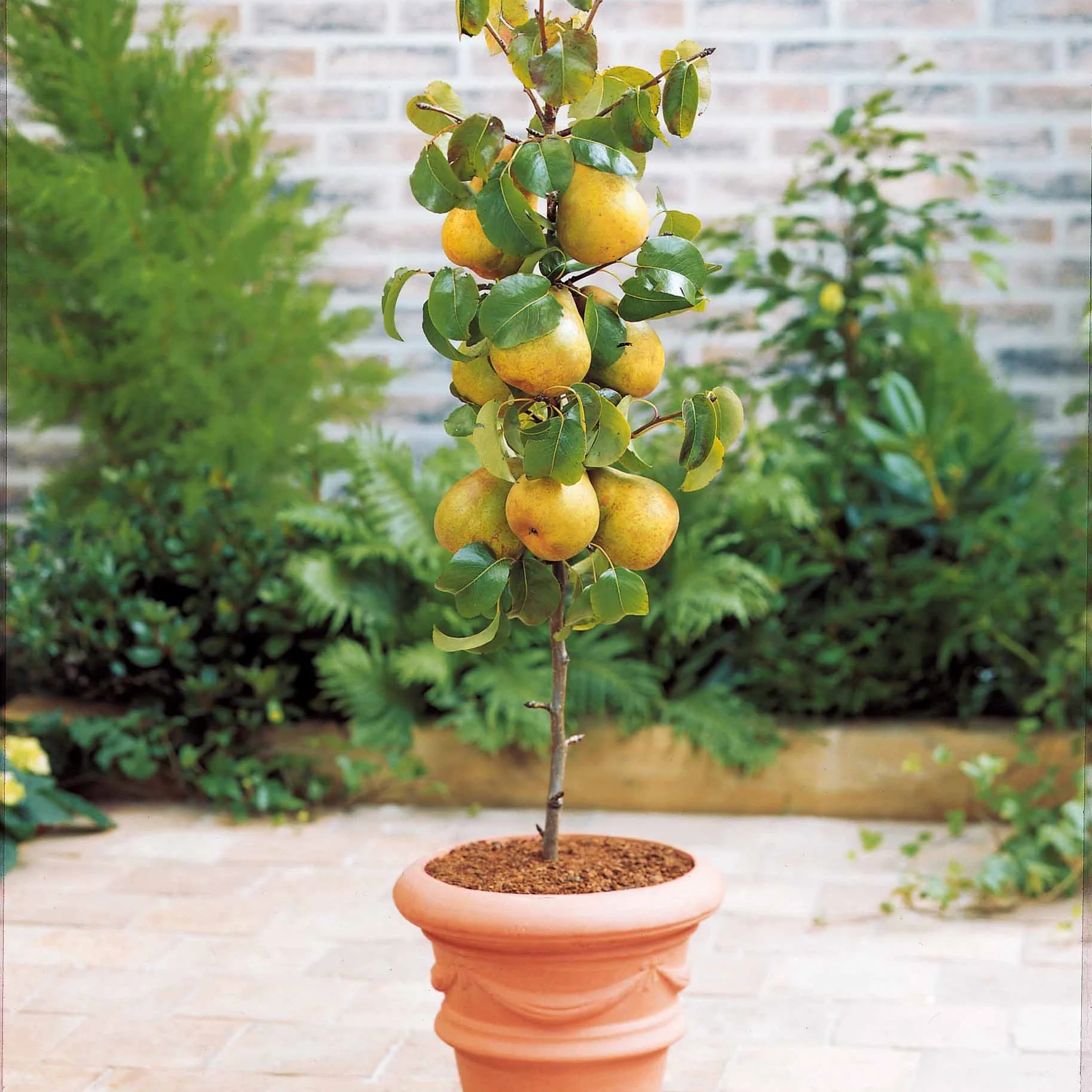 Collectie zomerfruit minibomen (x4) - Image 5