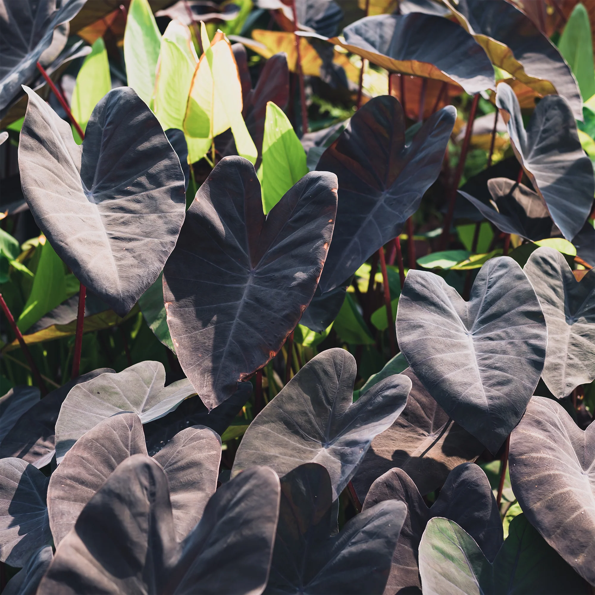 Colocasia 'Black Magic' / Olifantsoor