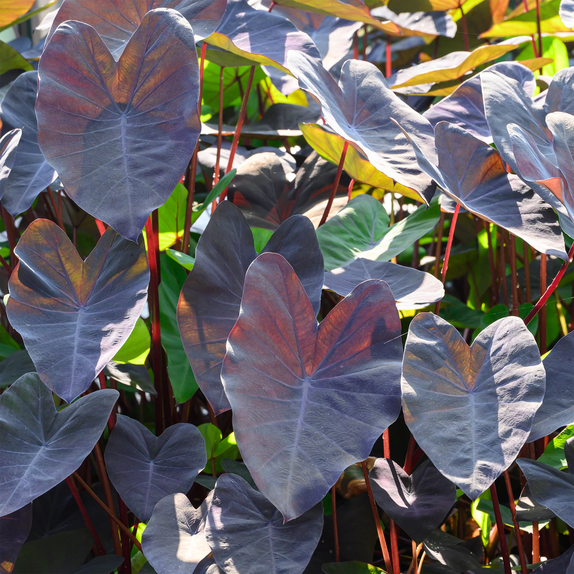 Colocasia 'Black Magic' / Olifantsoor - Image 2