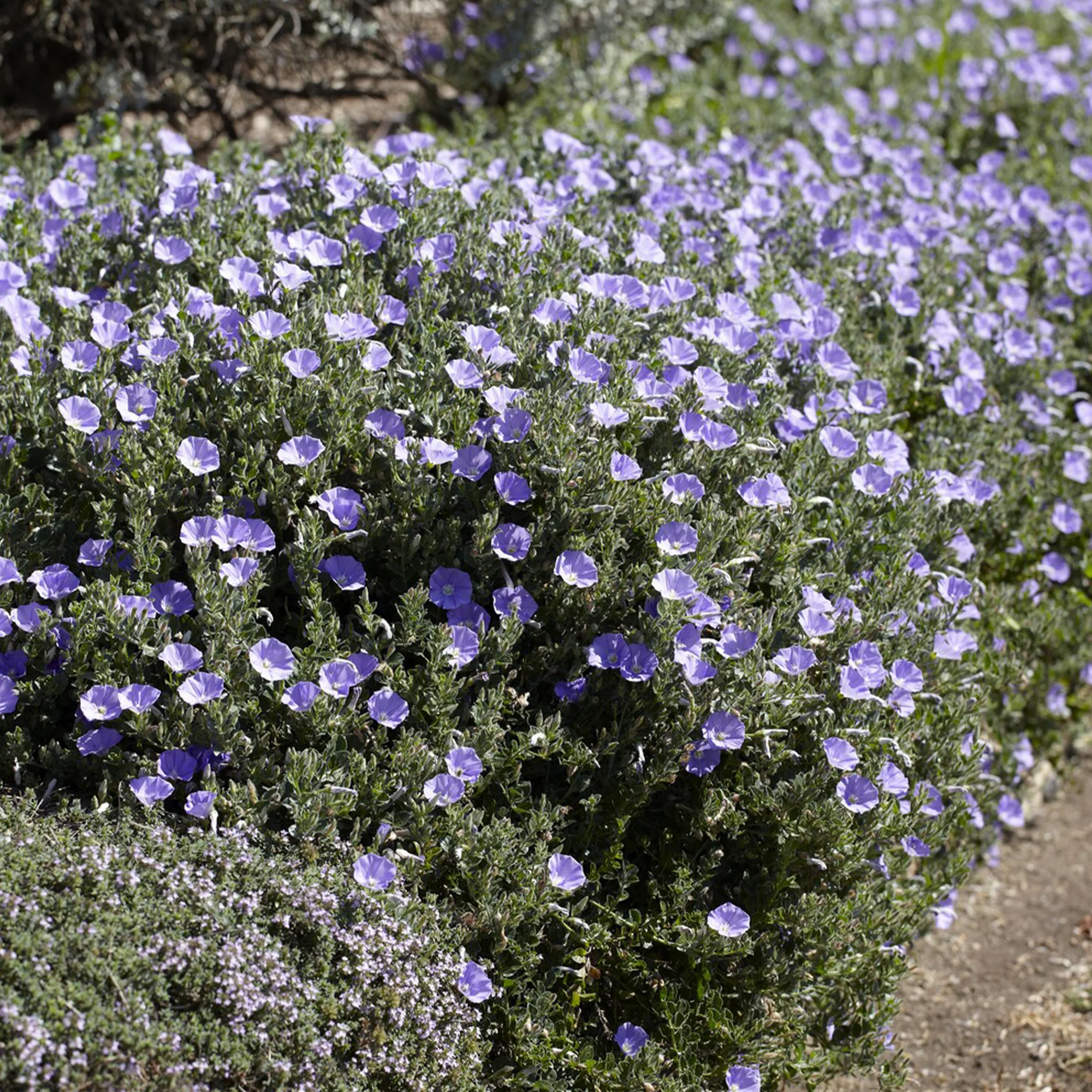 Convolvulus compact / Winde