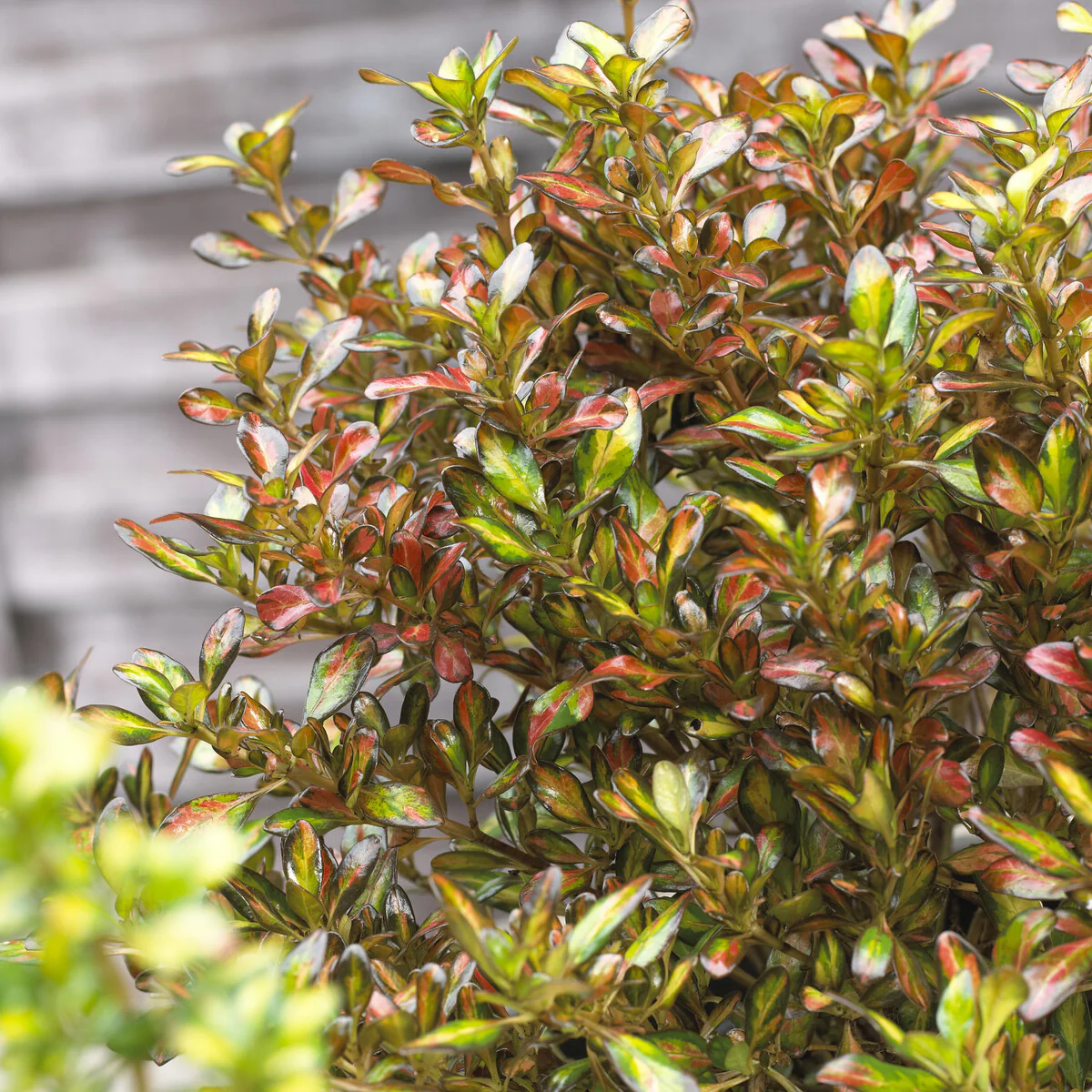 Coprosma