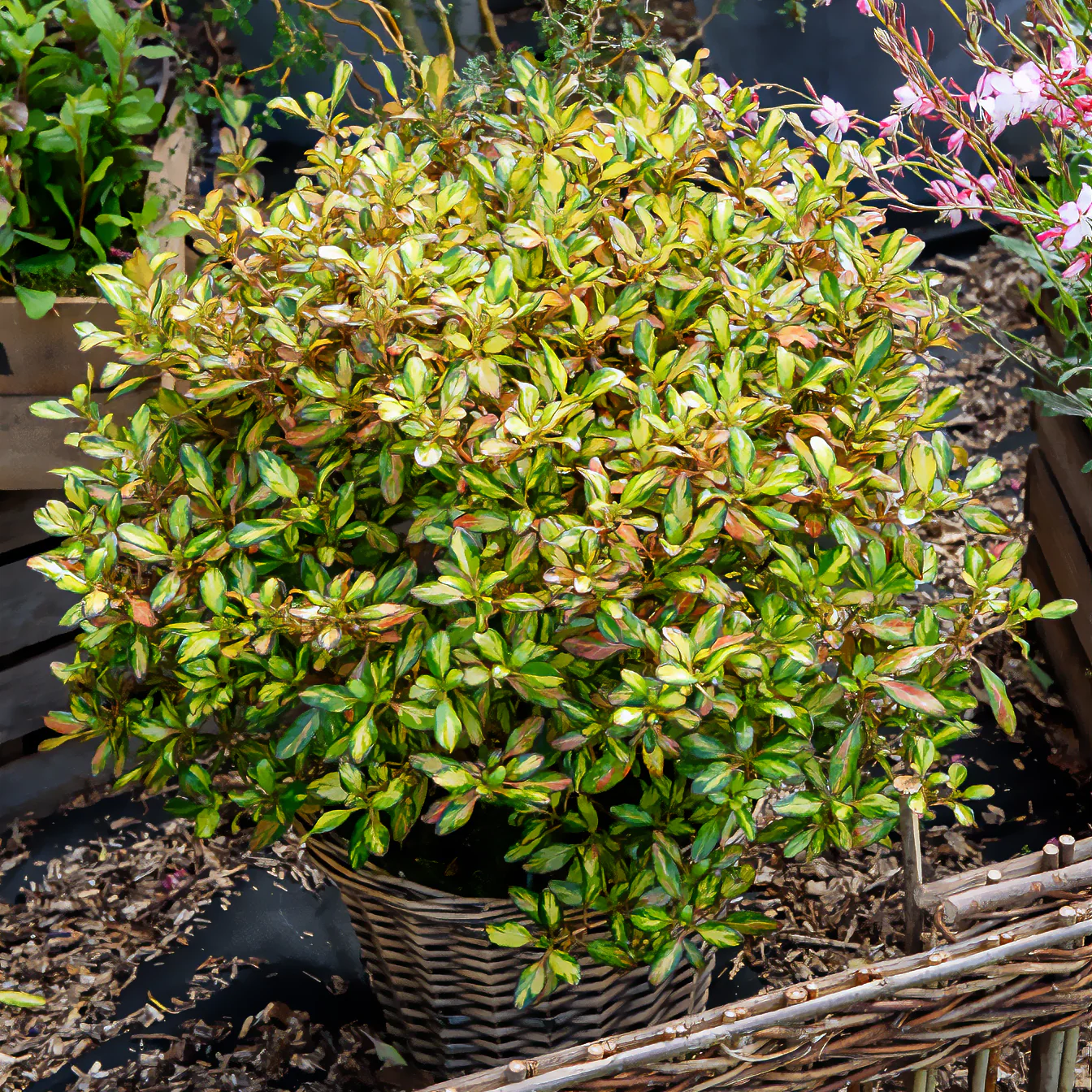 Coprosma - Image 3