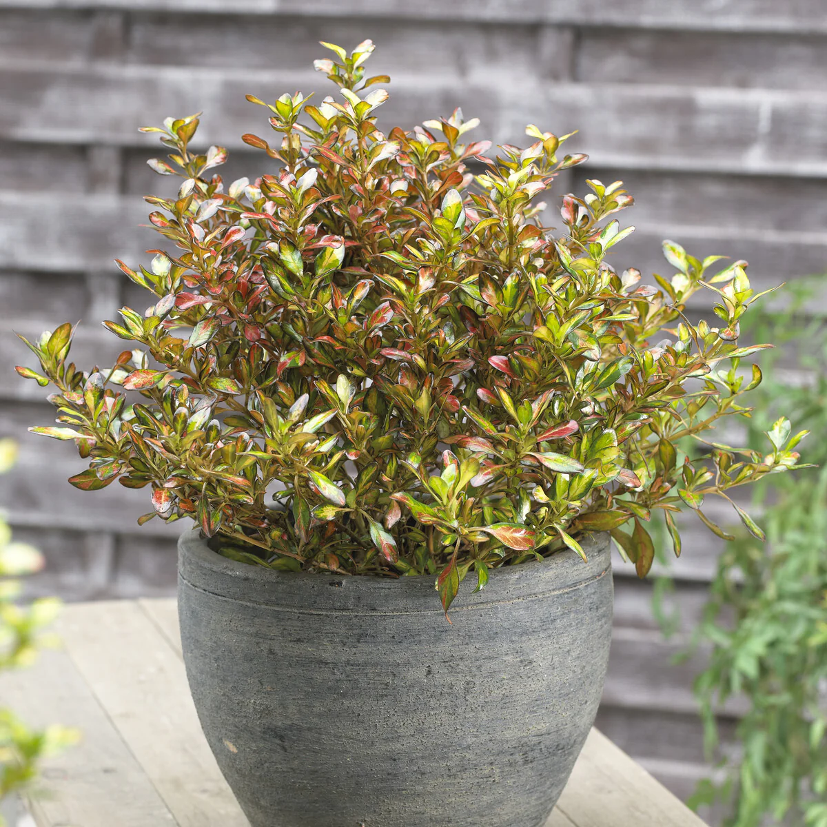 Coprosma - Image 4