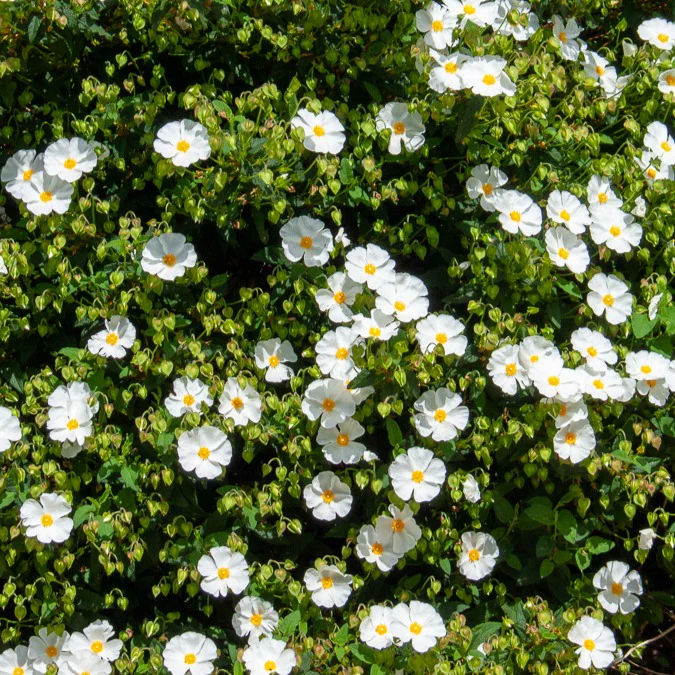 Corbières cistus