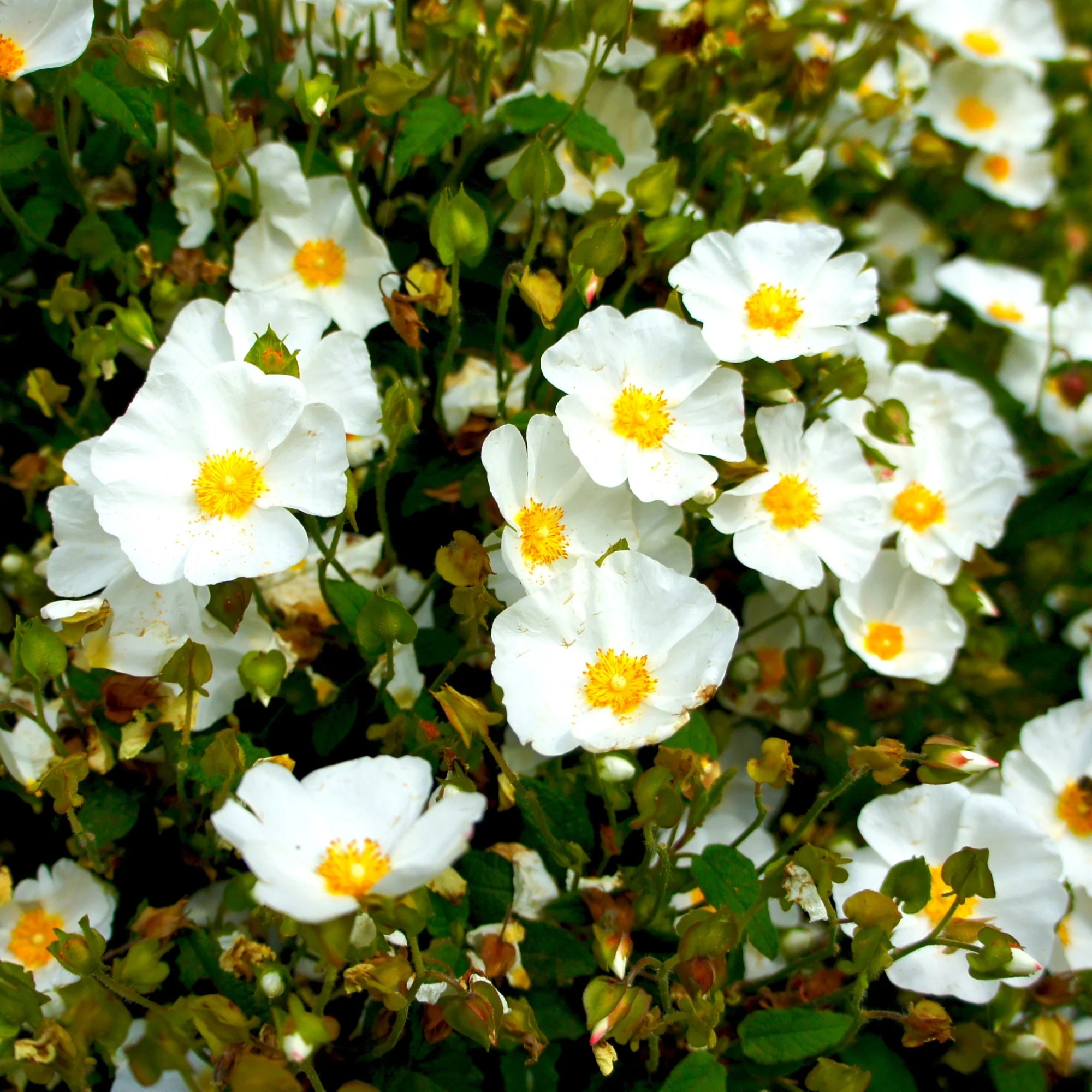 Corbières cistus - Image 2