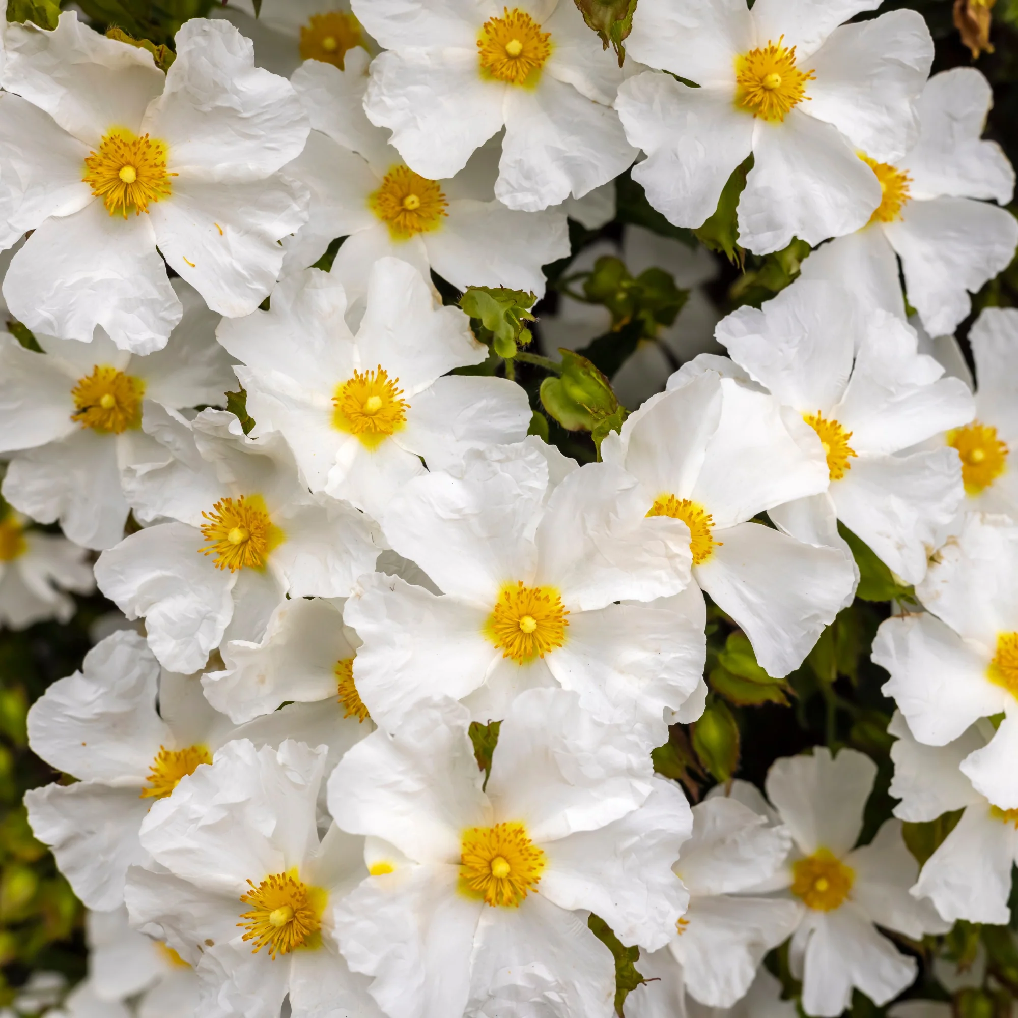 Corbières cistus - Image 3