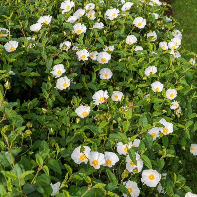 Corbières cistus - Image 4