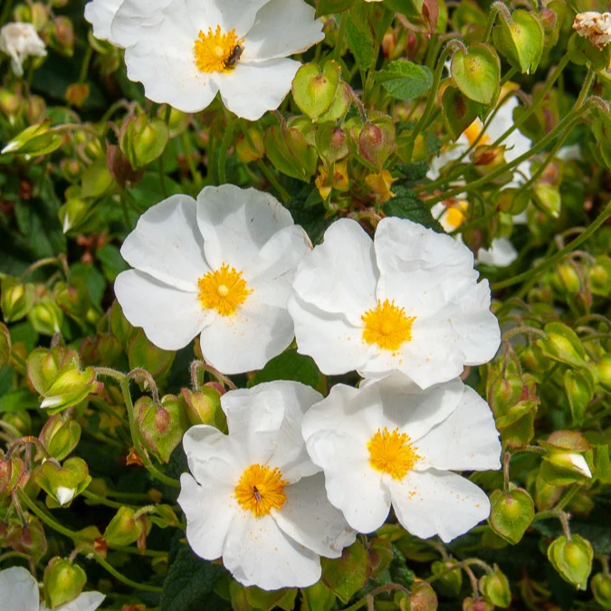 Corbières cistus - Image 5