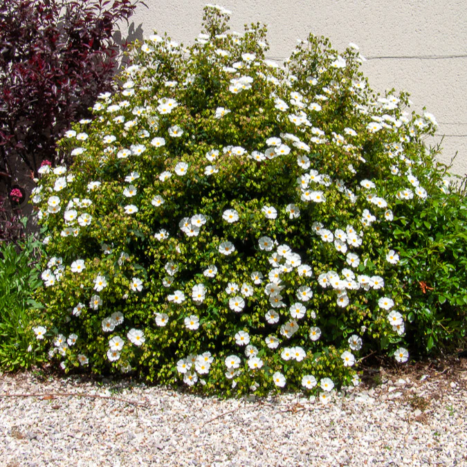 Corbières cistus - Image 6