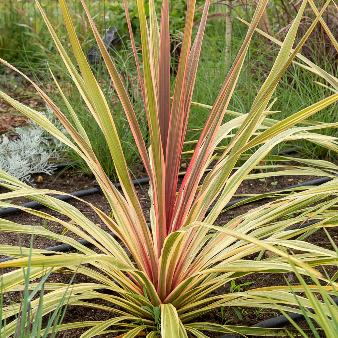 Cordyline australis 'Can Can'® / Koolpalm
