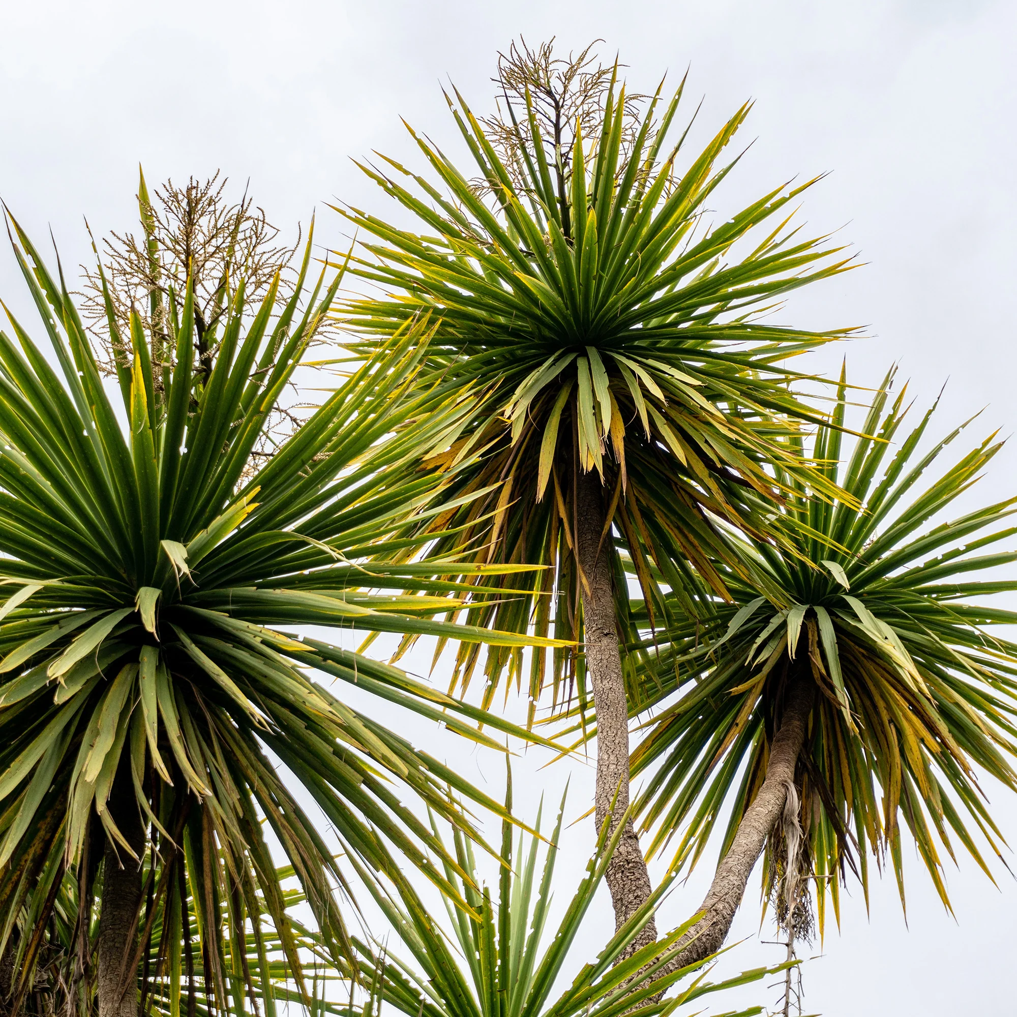 Cordyline australis / Koolpalm - Image 2