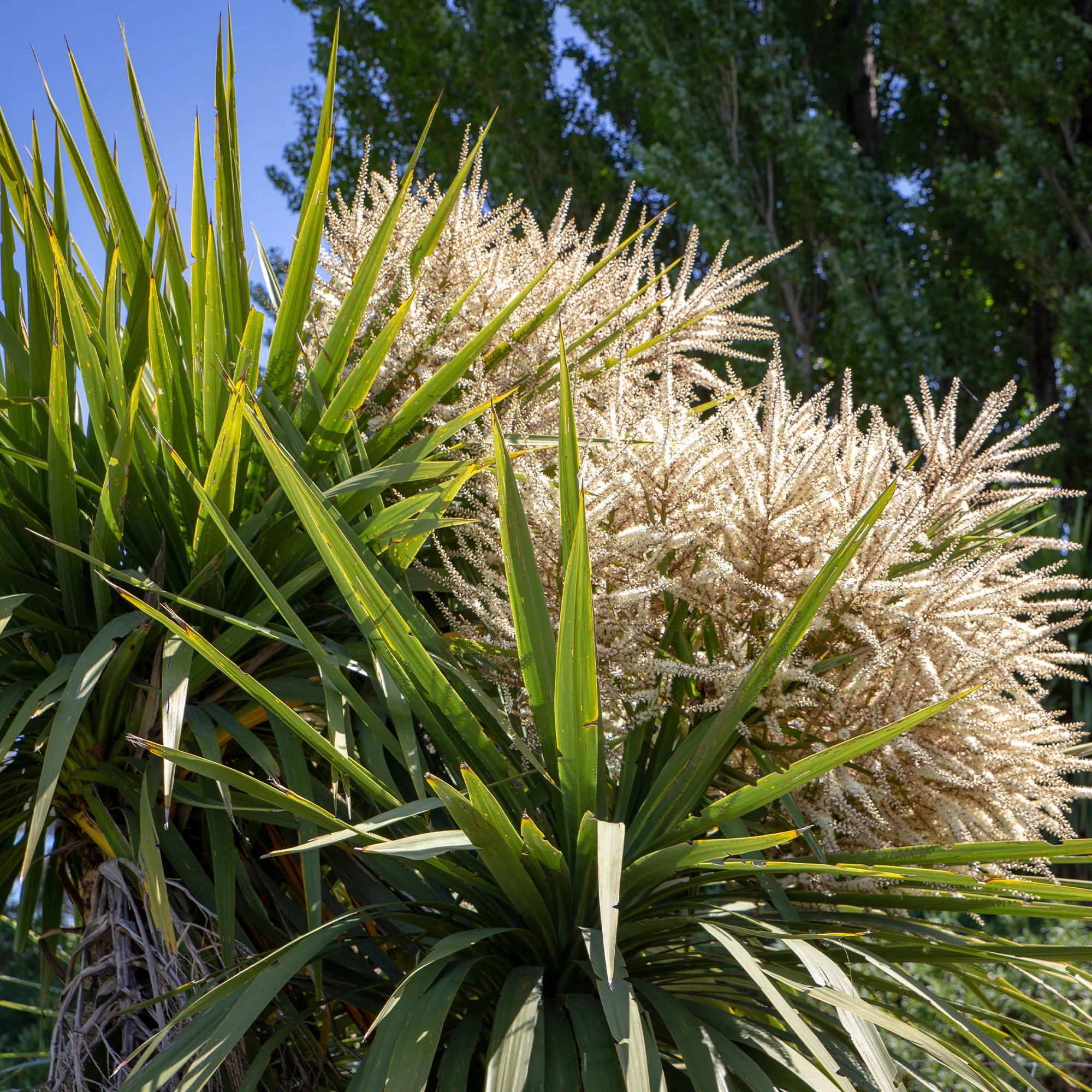 Cordyline australis / Koolpalm - Image 3