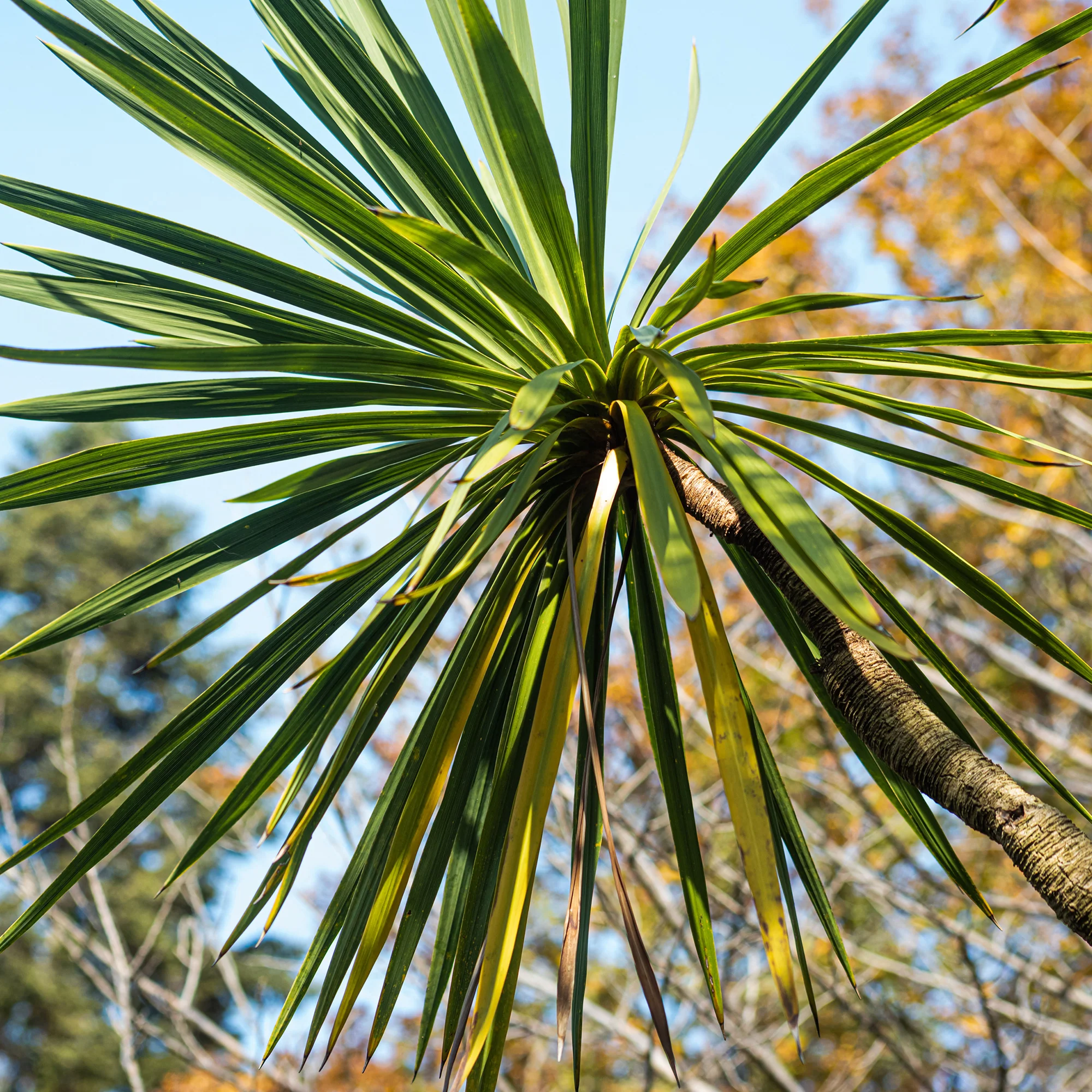 Cordyline australis / Koolpalm - Image 4