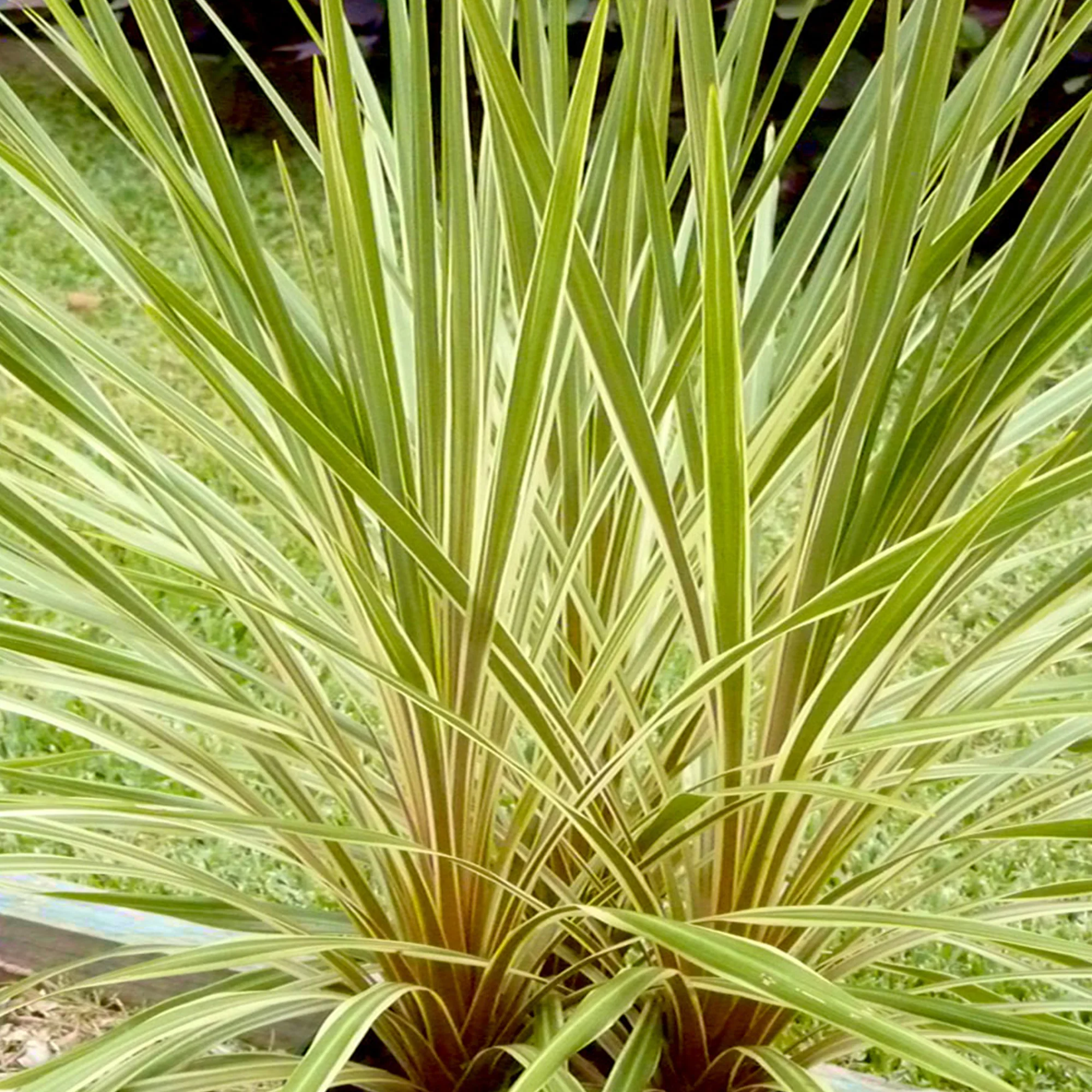 Cordyline banksii