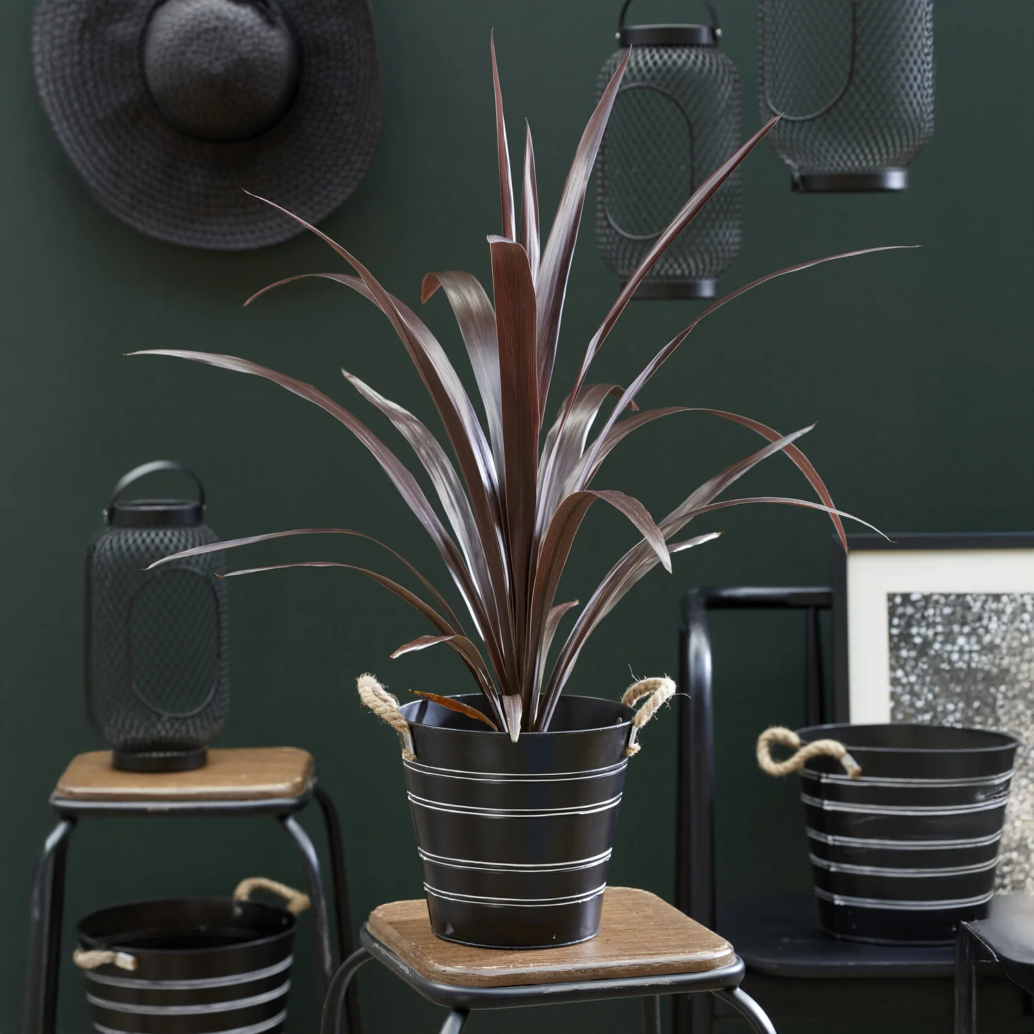 Cordyline obtecta 'Super Star'® / Koolpalm