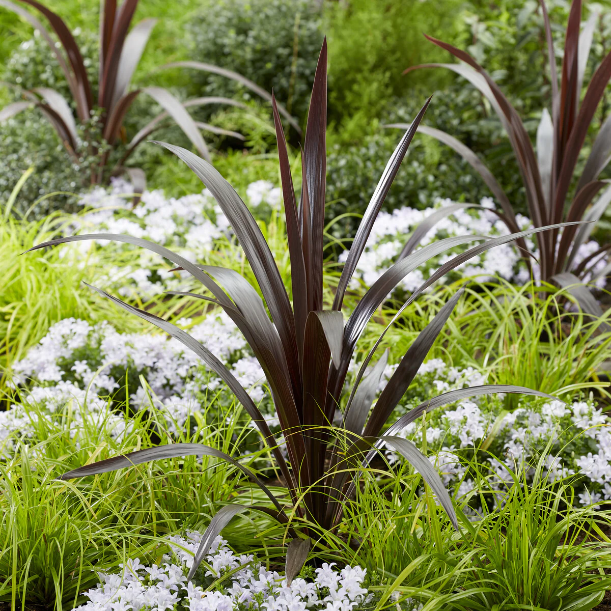 Cordyline obtecta 'Super Star'® / Koolpalm - Image 2
