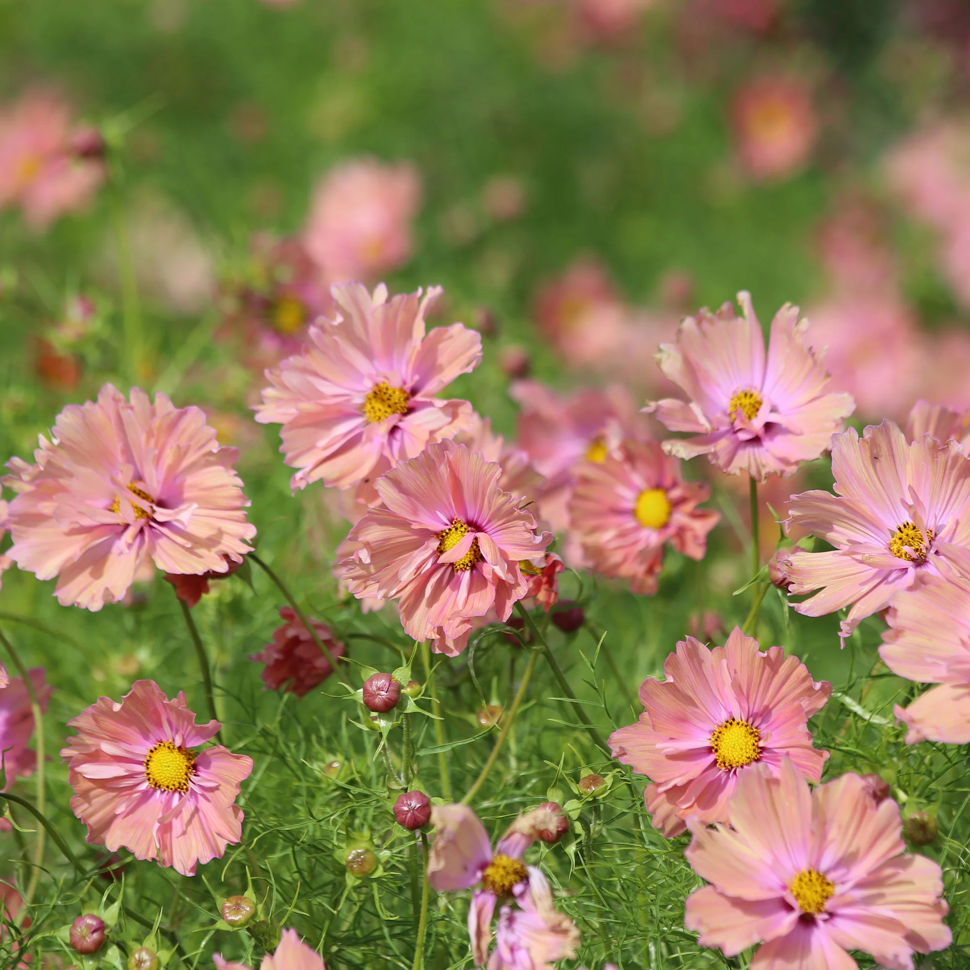 Cosmos Apricotta - Image 2