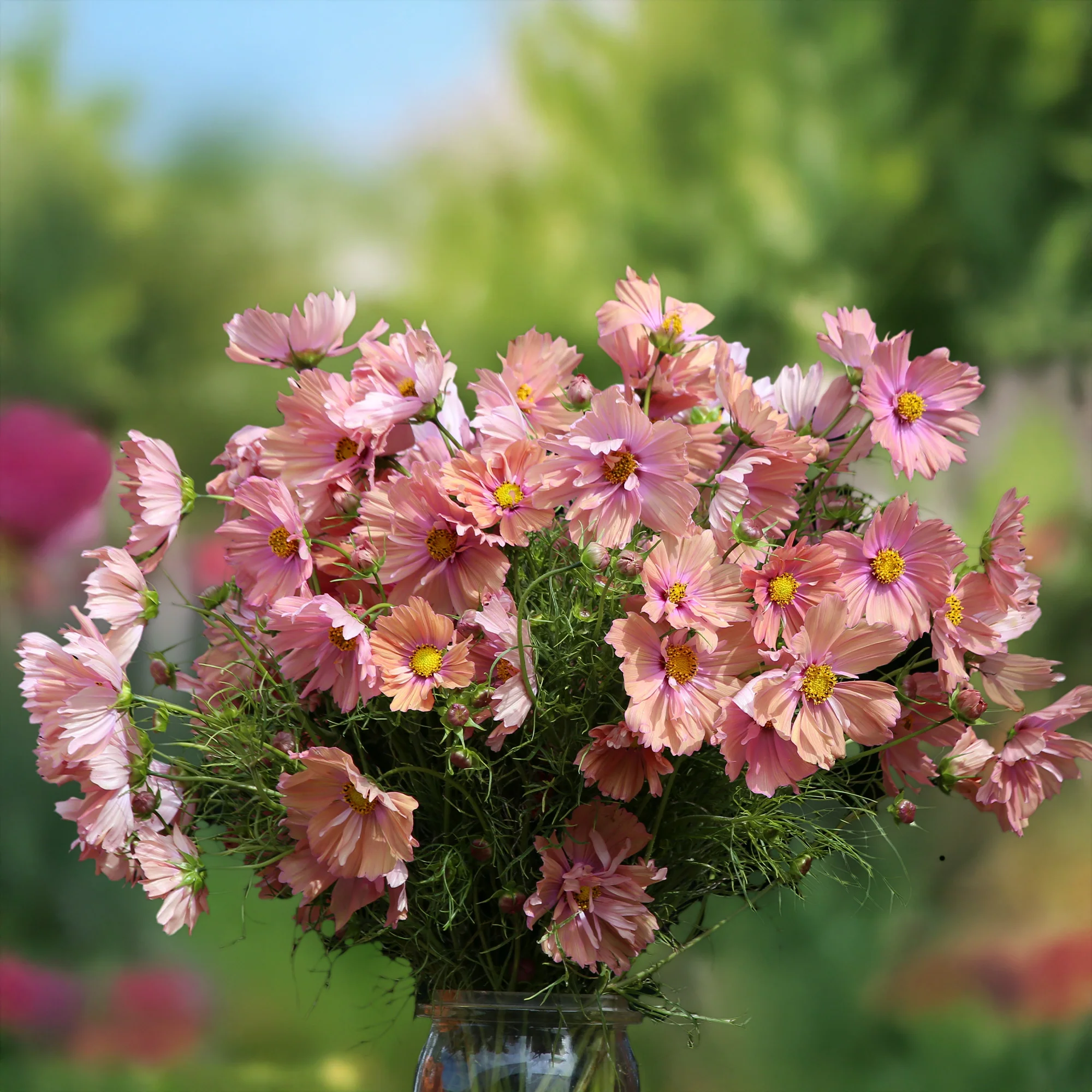 Cosmos Apricotta - Image 3