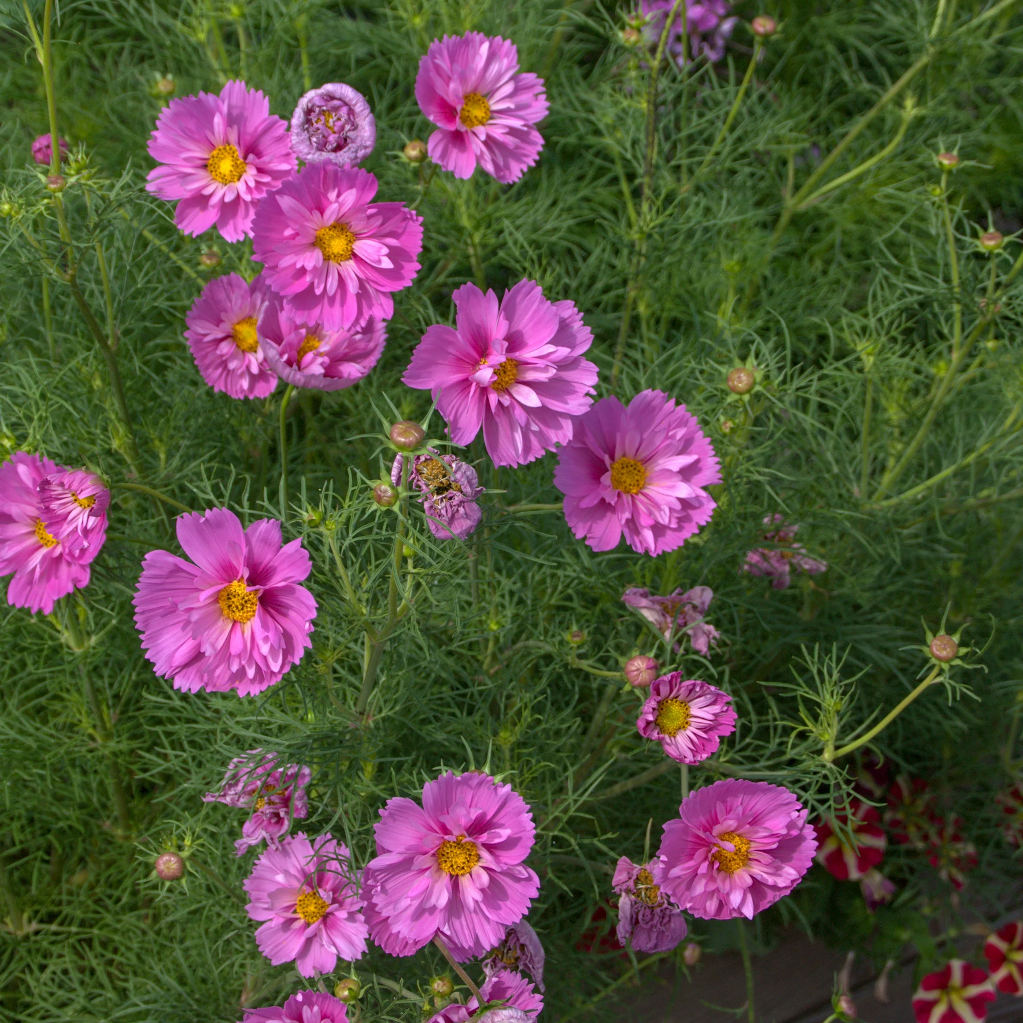 Cosmos 'Double Dutch Rose' - Image 2