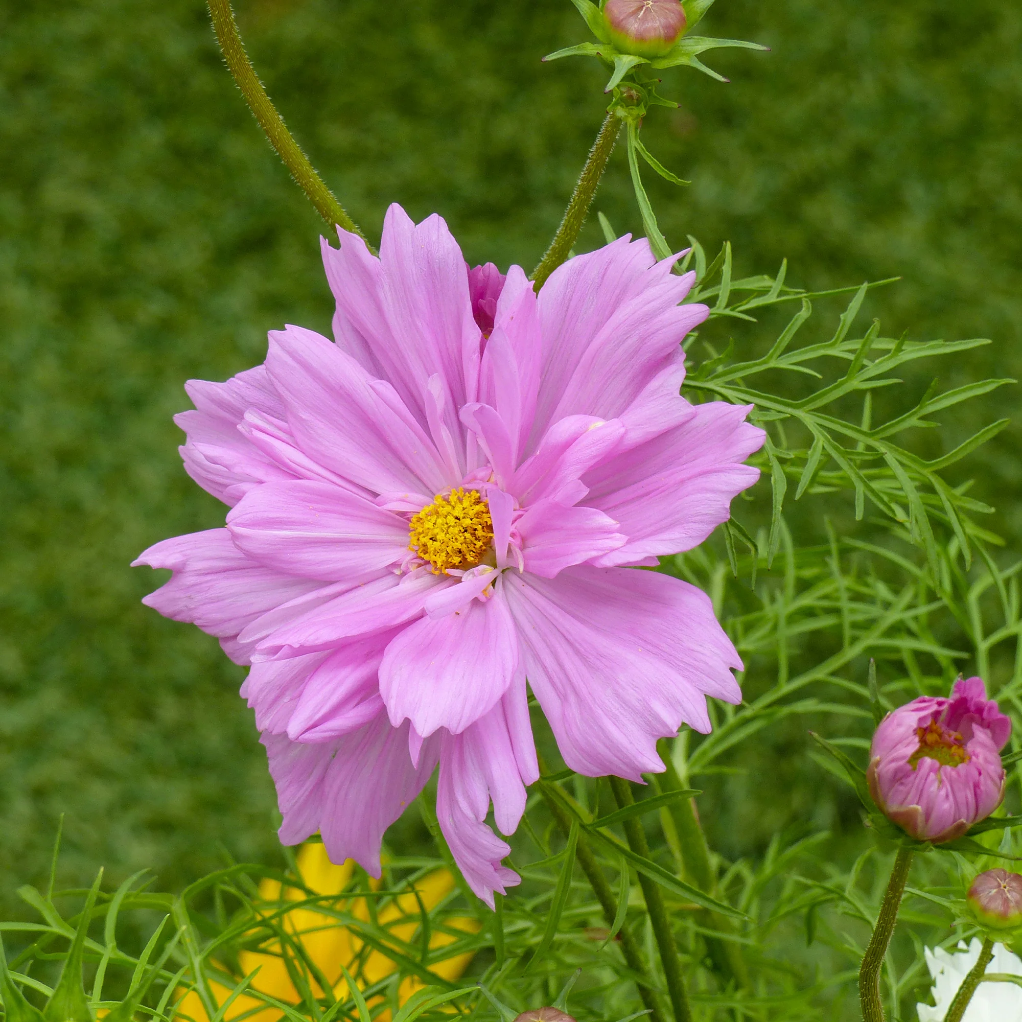 Cosmos 'Double Dutch Rose' - Image 3