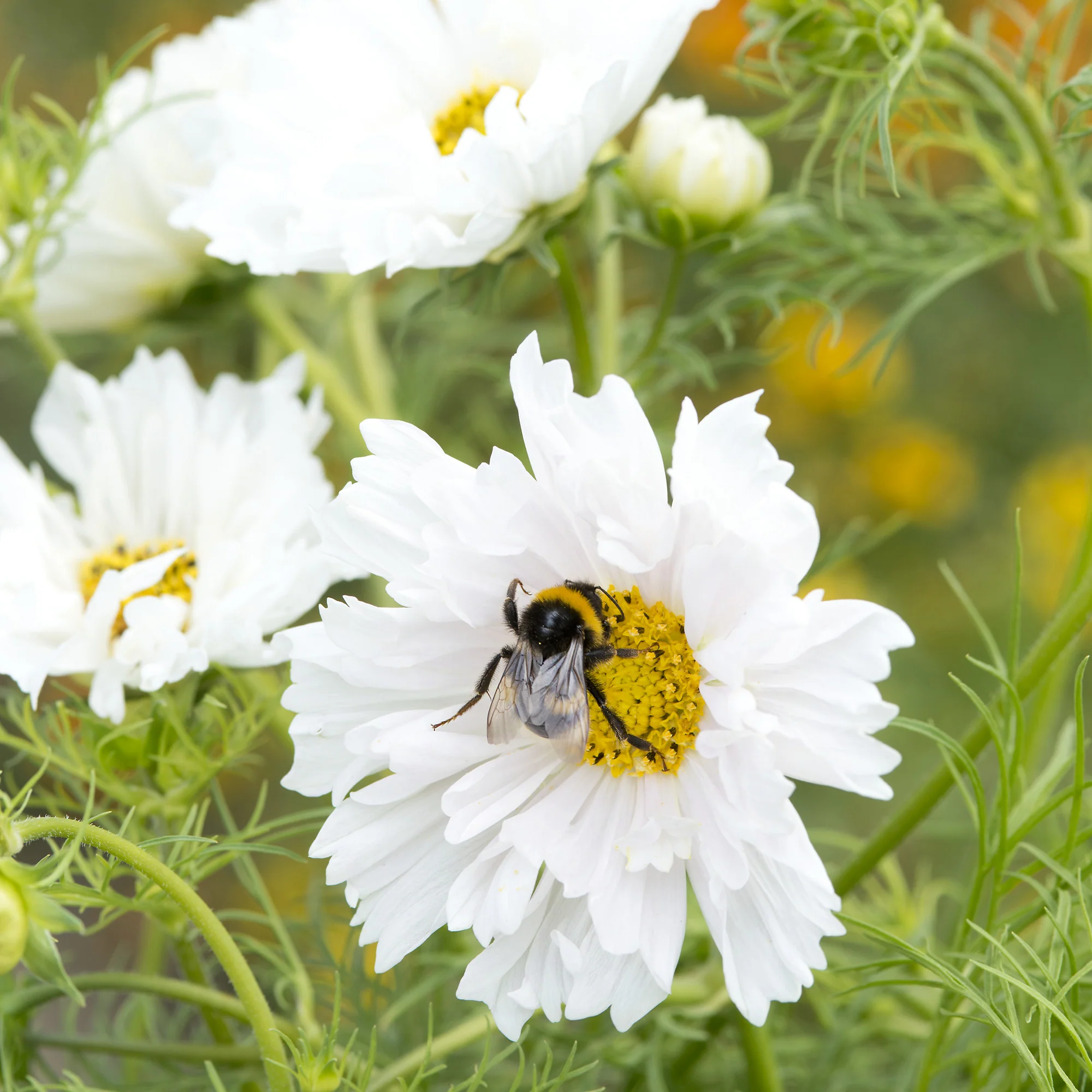 Cosmos 'Double Dutch White'
