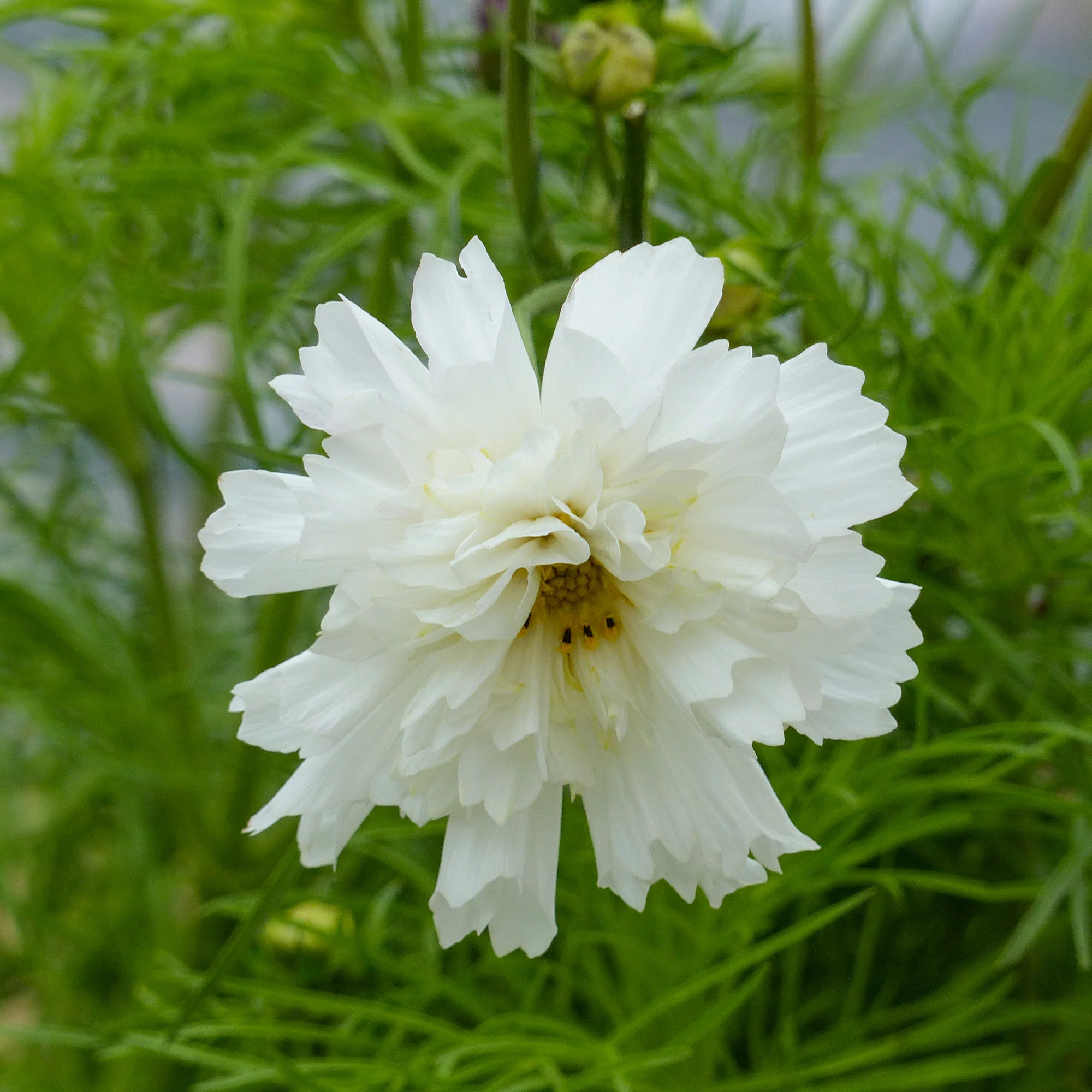 Cosmos 'Double Dutch White' - Image 2