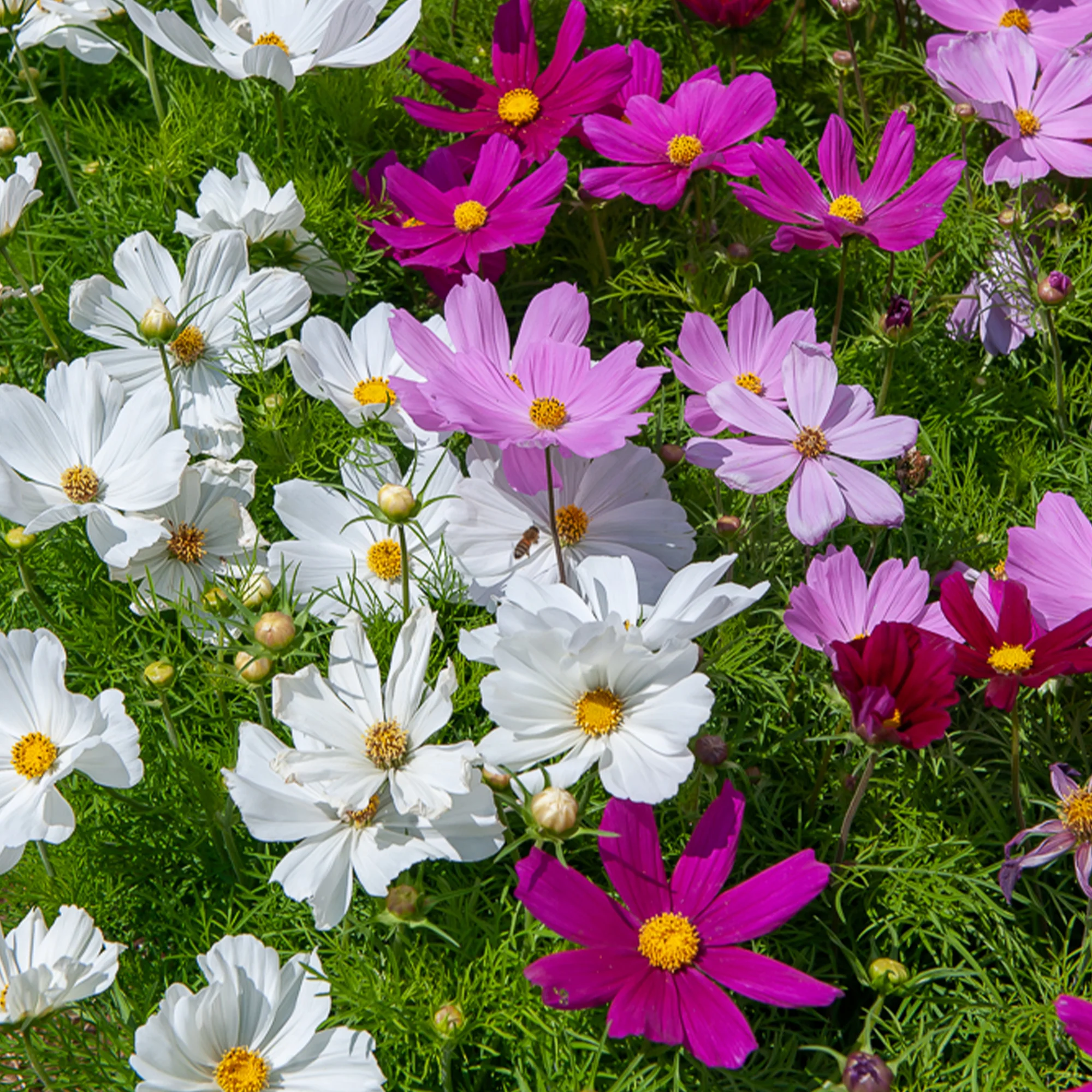 Cosmos 'Sensation'