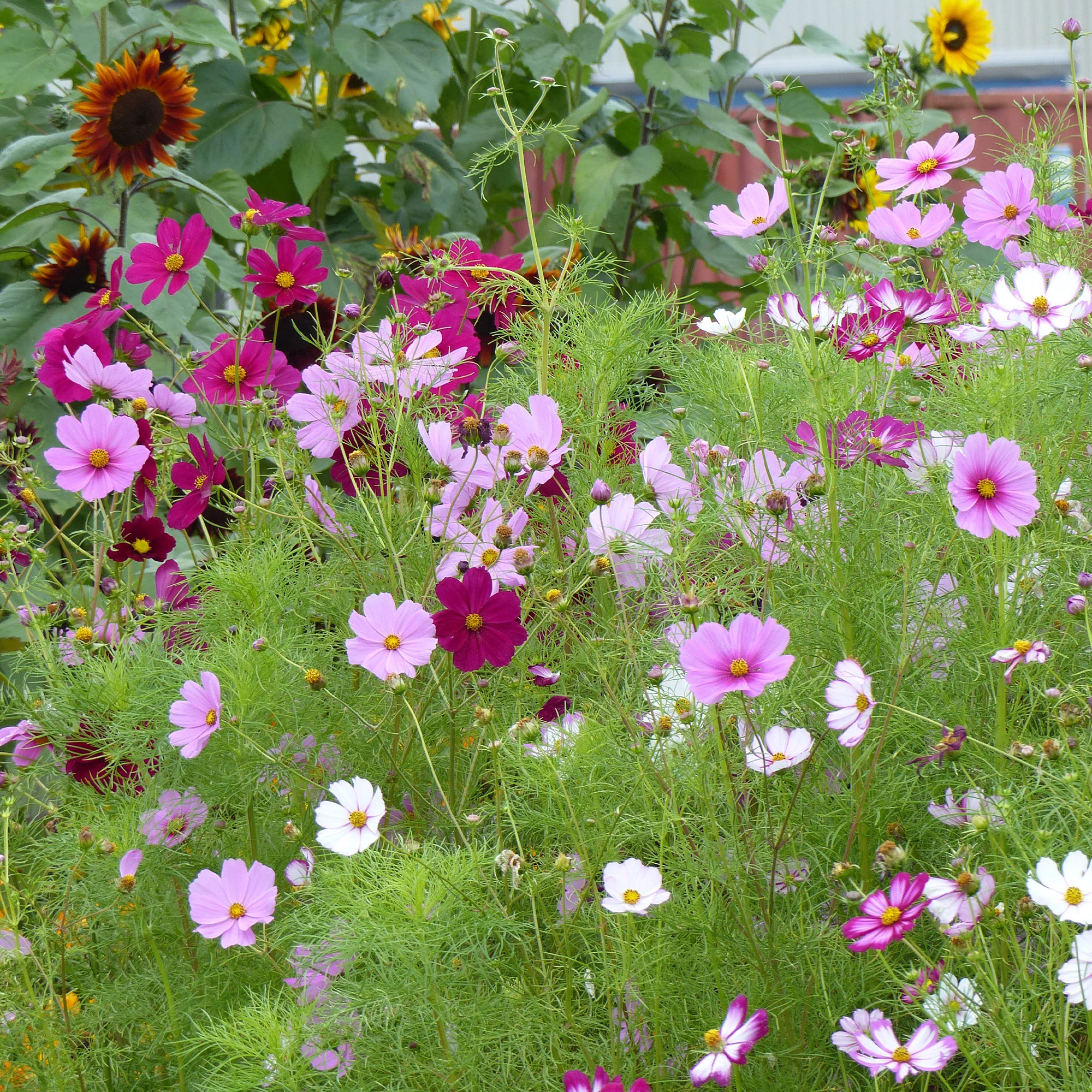 Cosmos 'Sensation' - Image 2