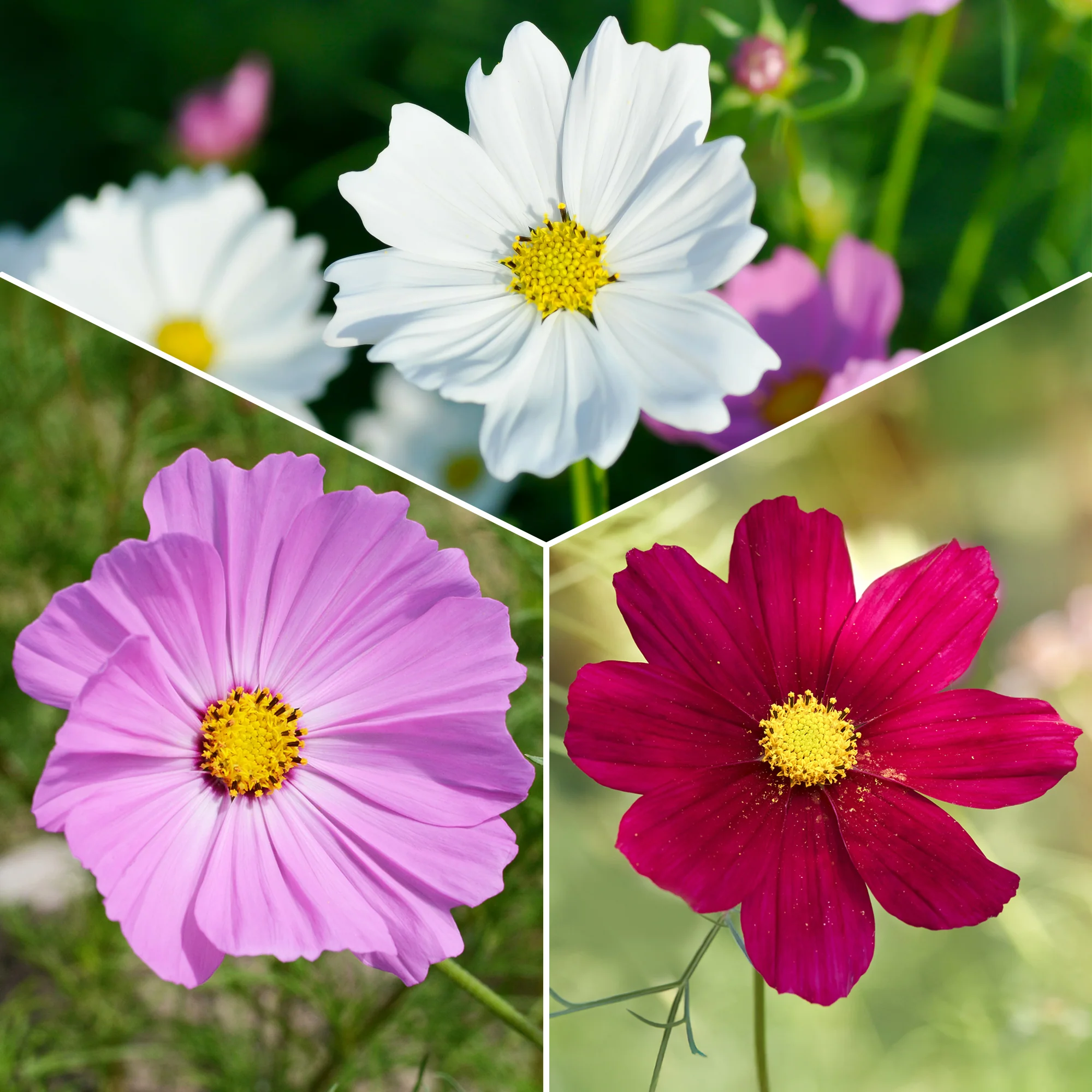 Cosmos 'Sensation' - Image 3