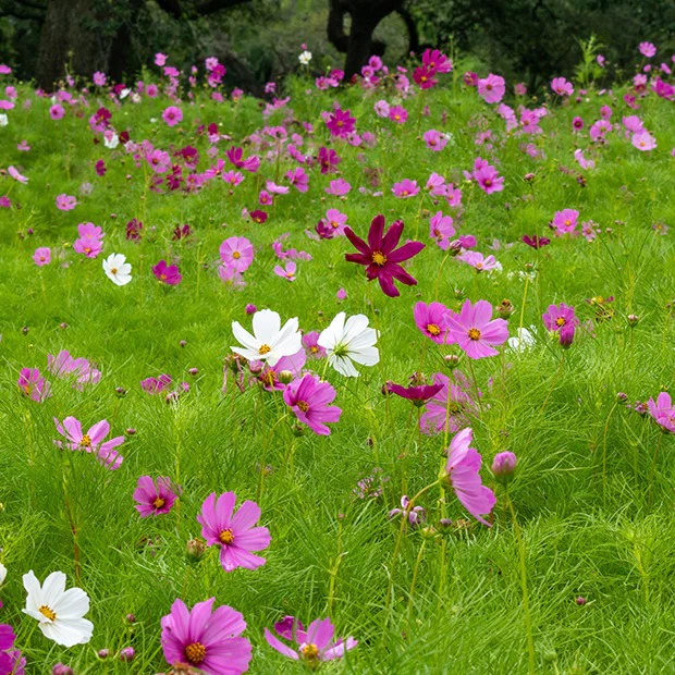 Cosmos 'Sensation' - Image 4