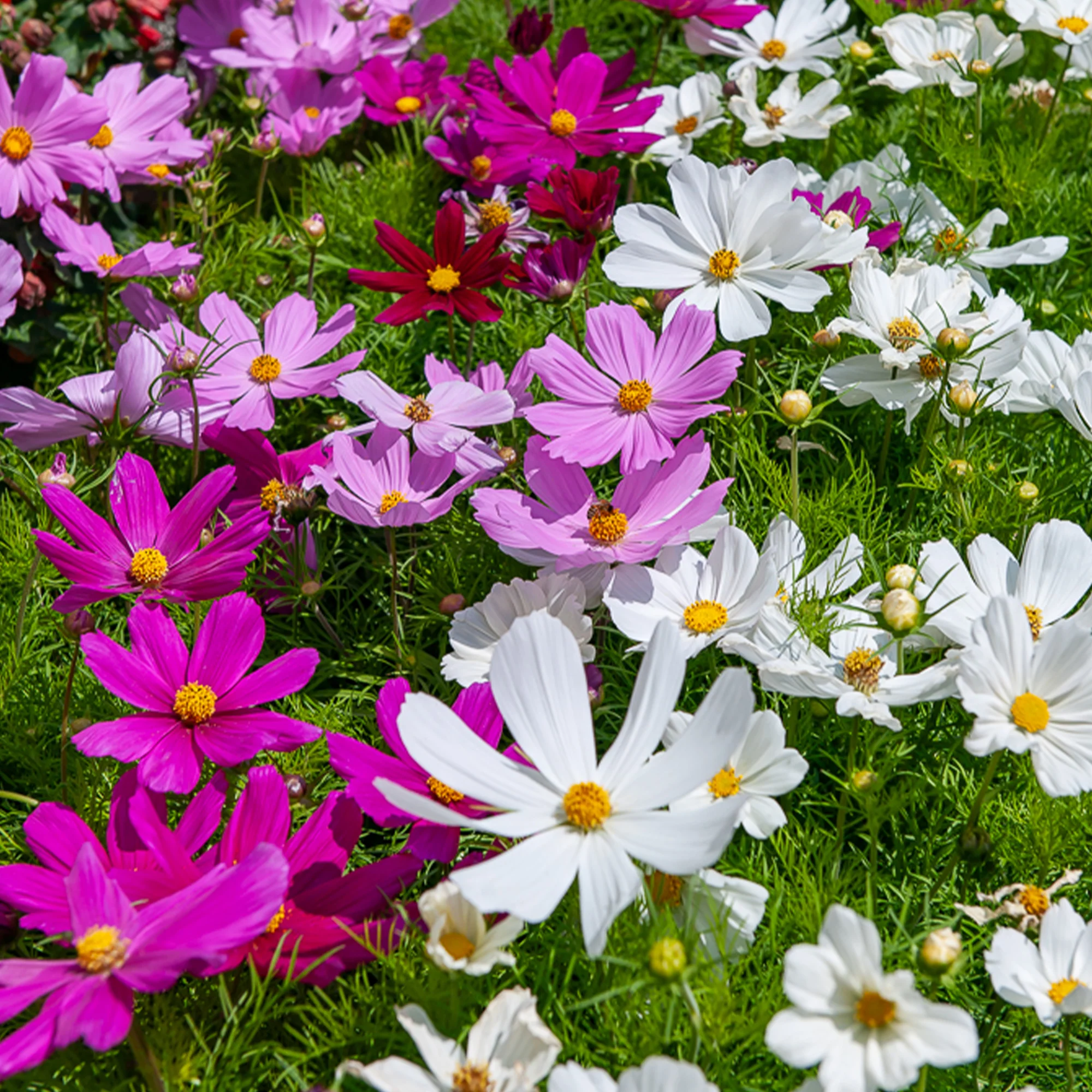 Cosmos 'Sensation' - Image 5