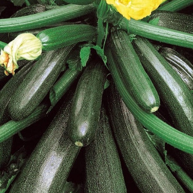 Courgette 'Ambassador F1'
