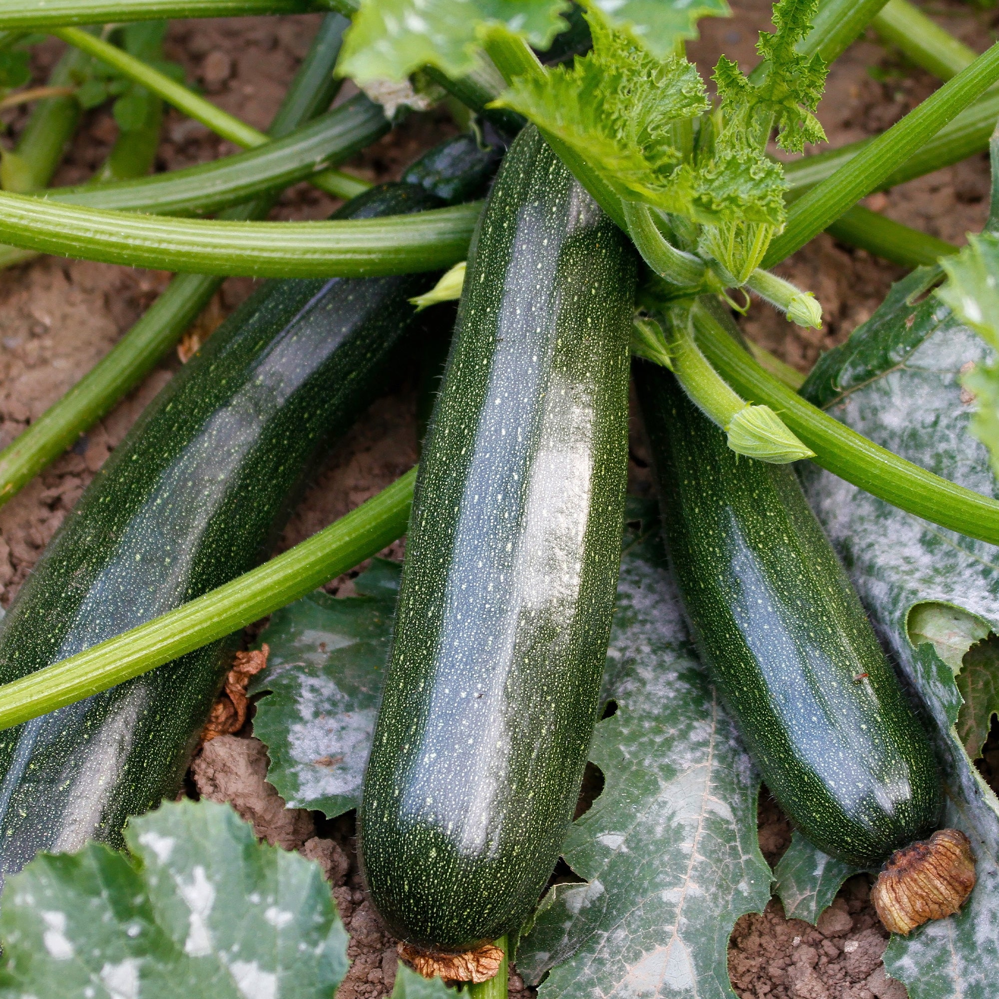 Courgette 'Black Beauty' - Image 2