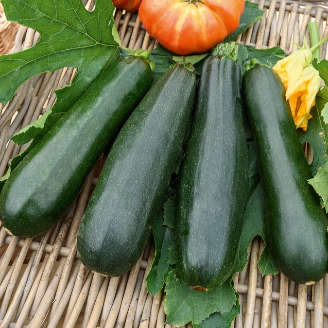 Courgette 'Black Beauty' - Image 3