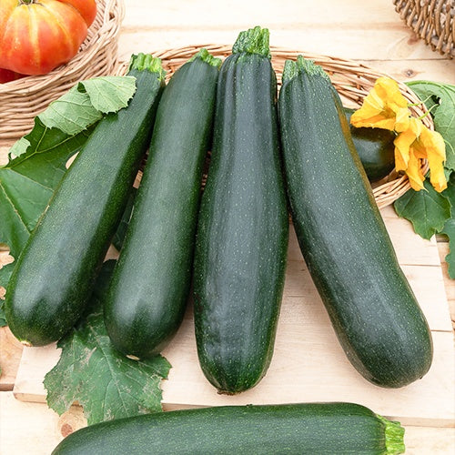 Courgette 'Black Beauty' - Image 4