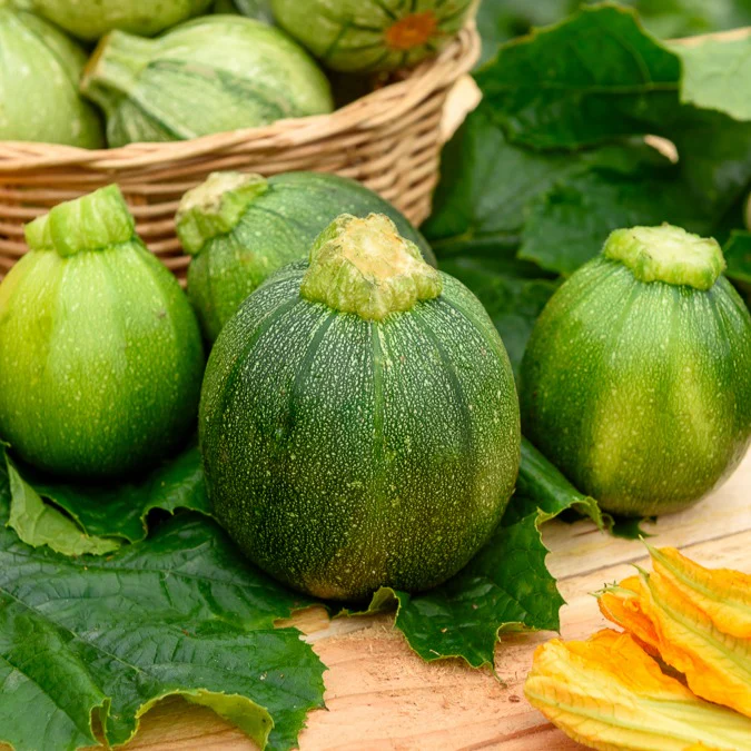 Courgette Eight Ball F1